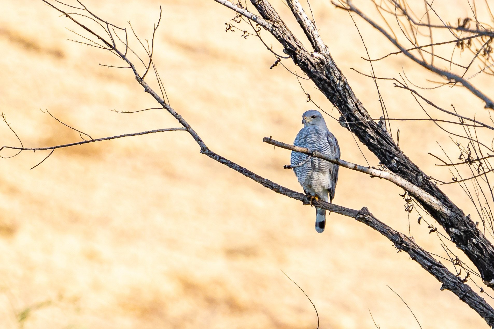 Gray Hawk