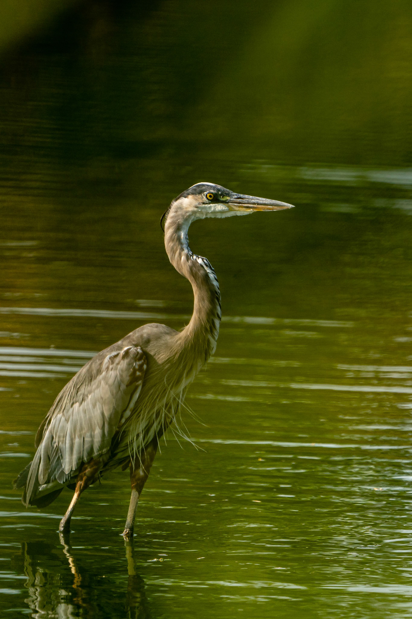 Great Blue Heron