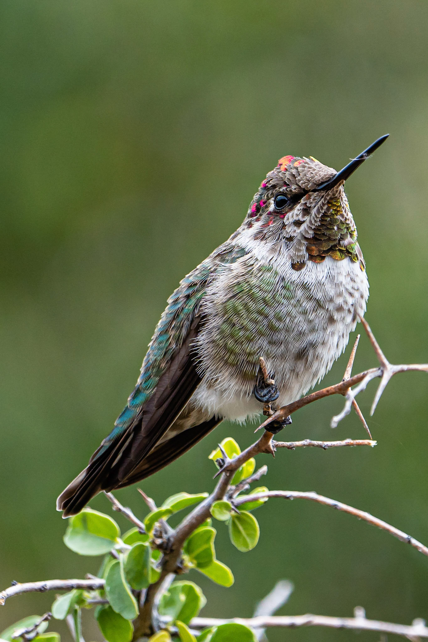 Anna's Hummingbird