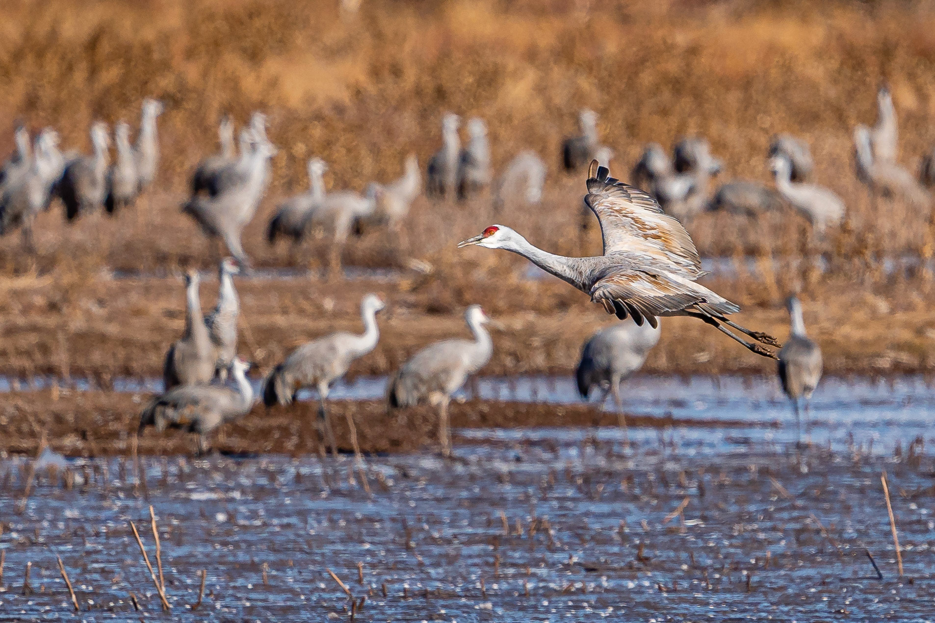 Sandhill Crane