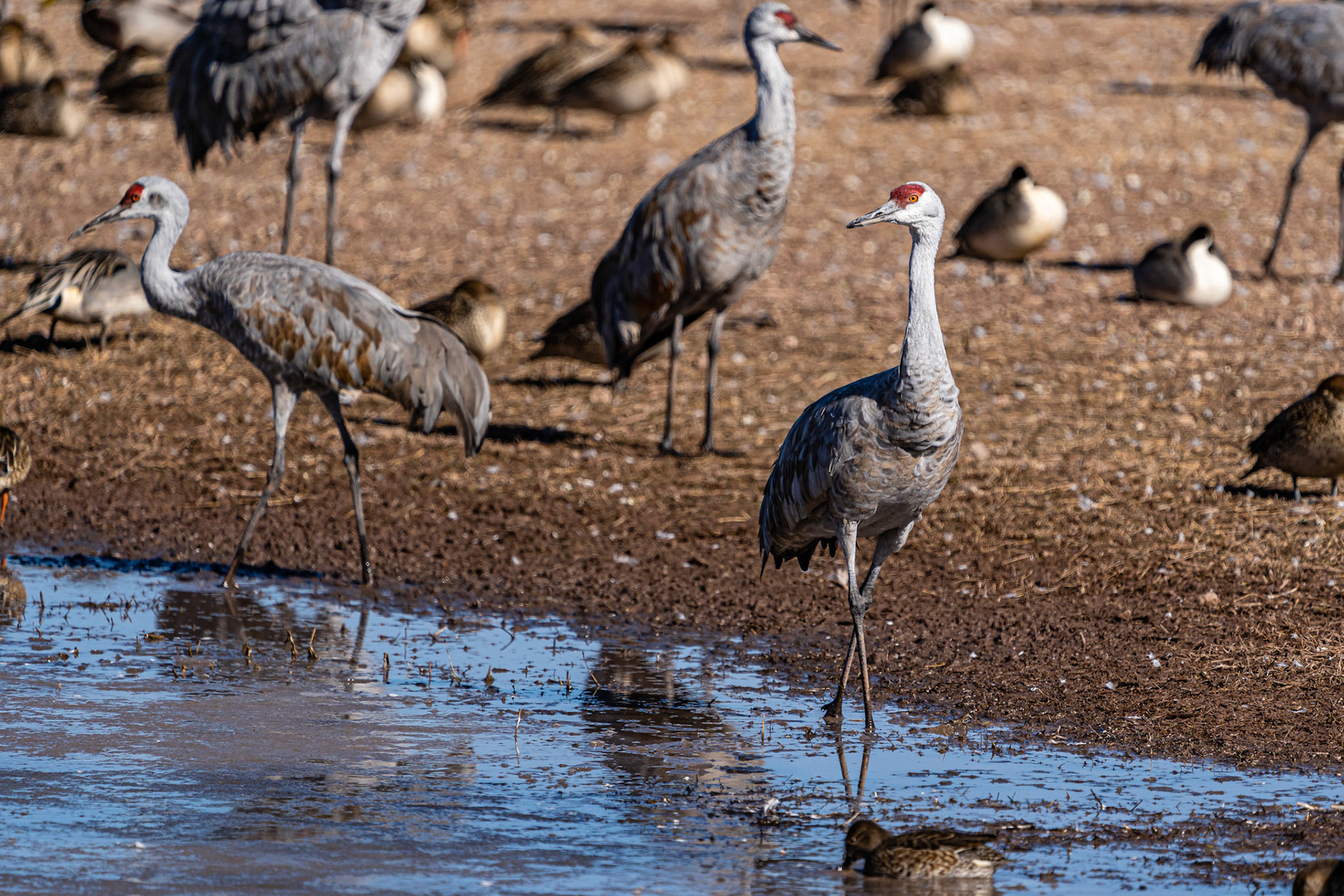 Sandhill Crane