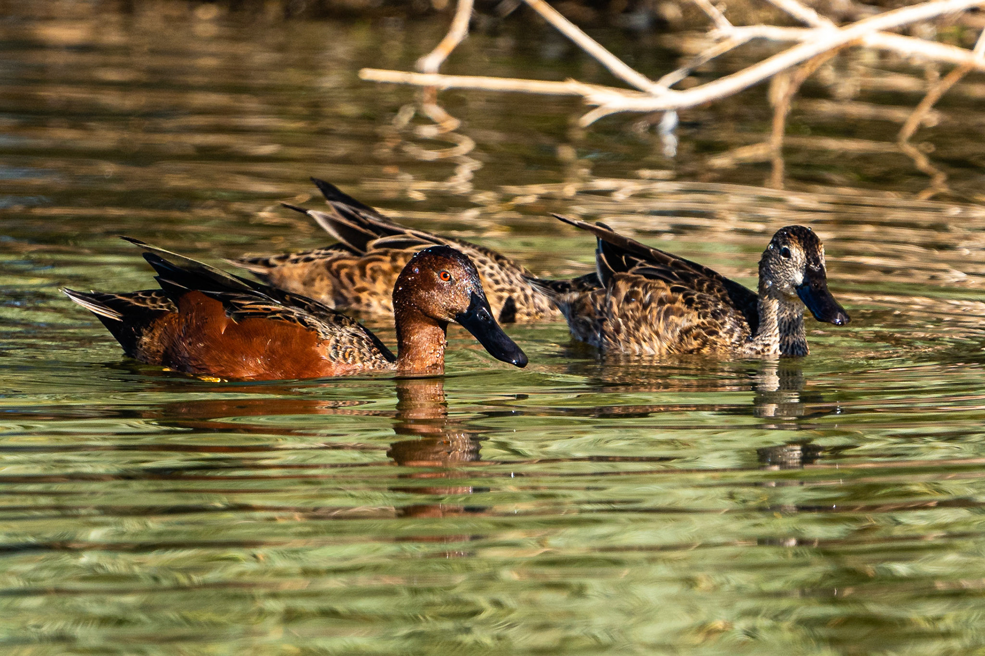 Cinnamon Teal