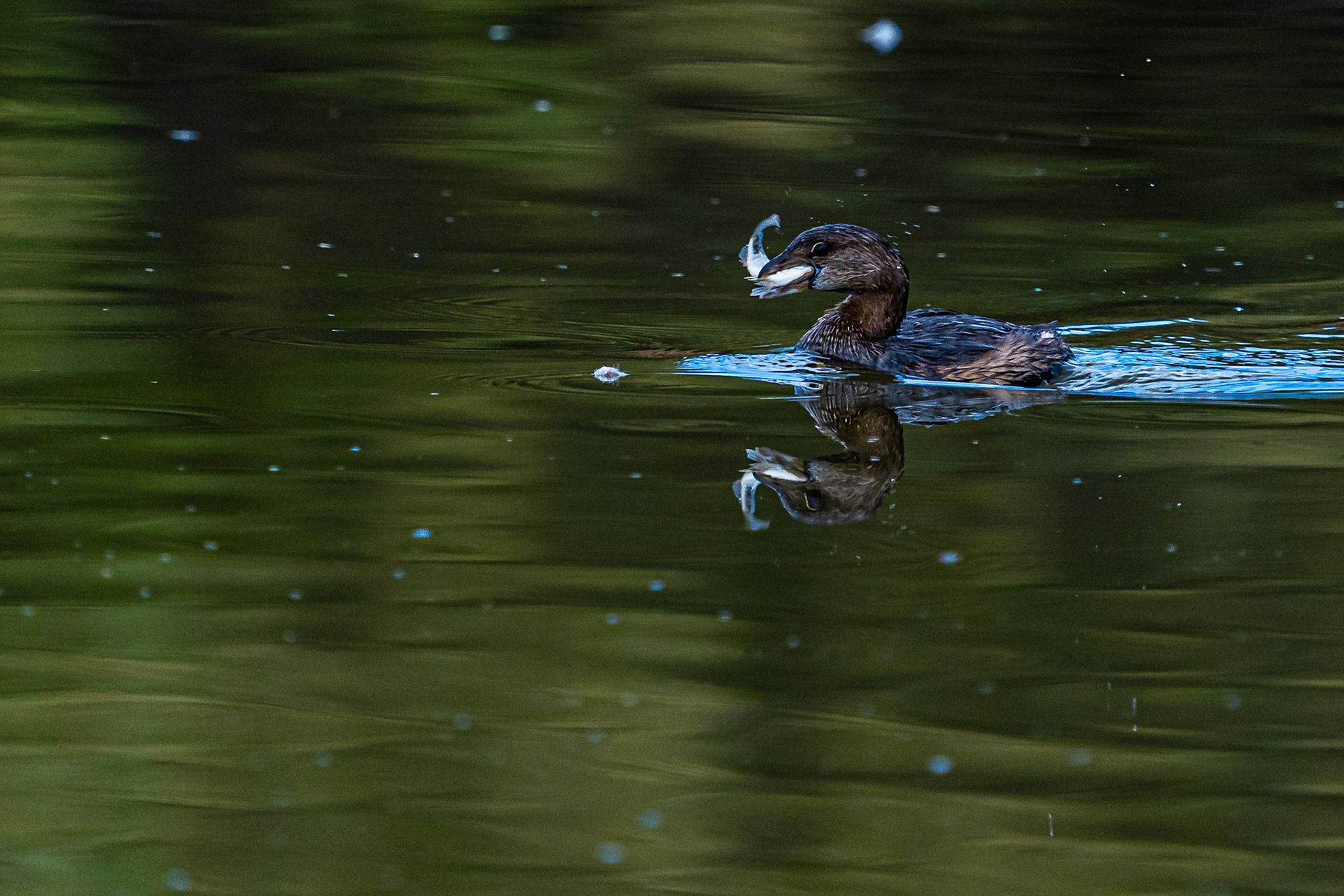 Pie-billed Grebe