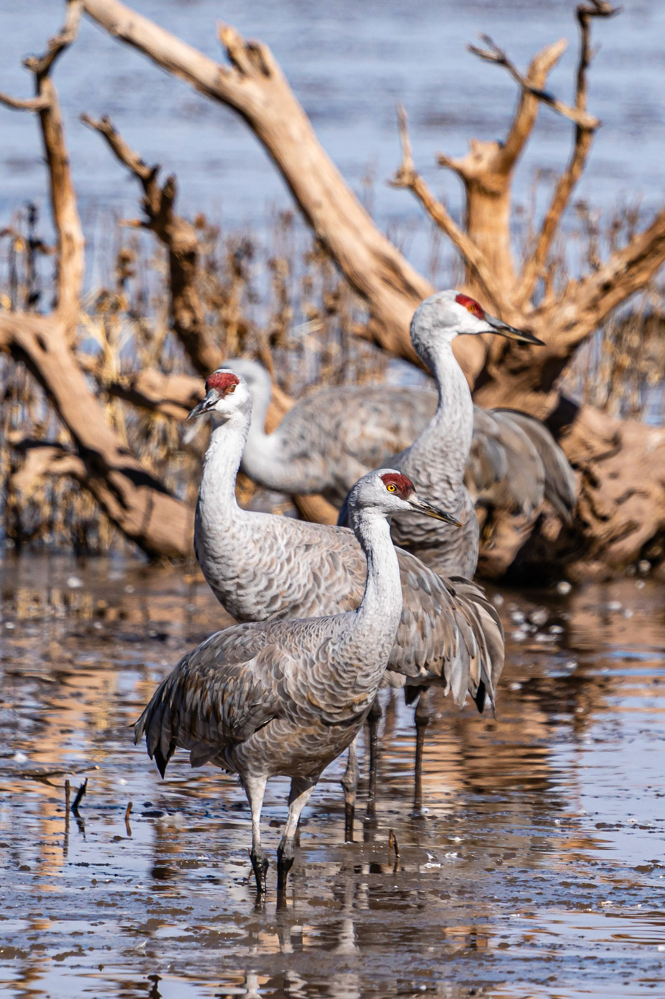 Sandhill Crane