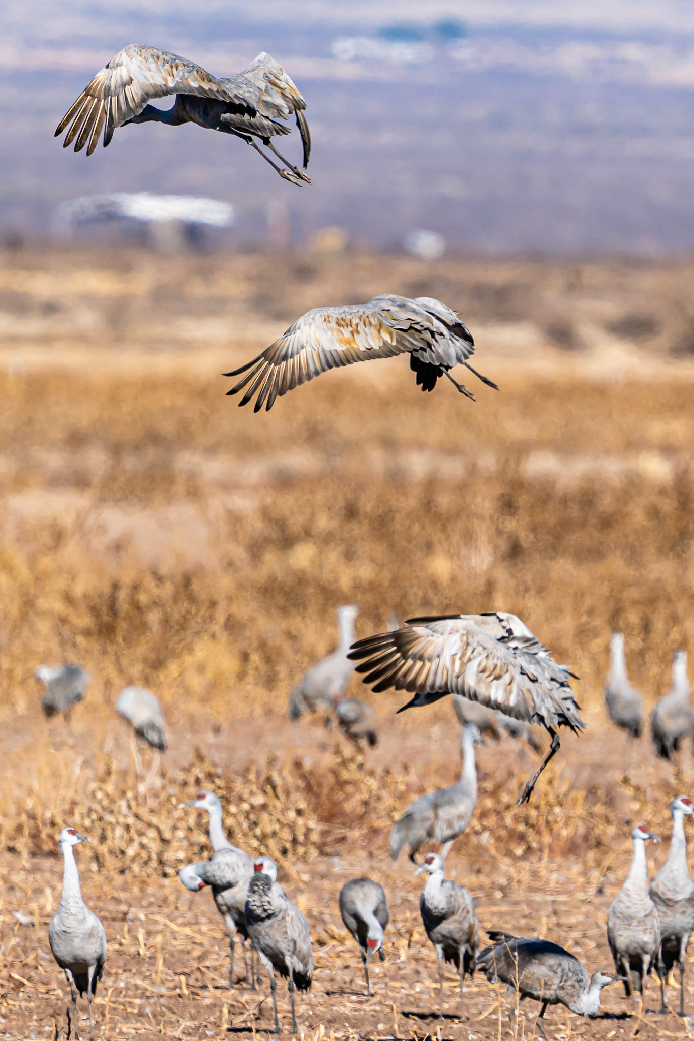 Sandhill Crane