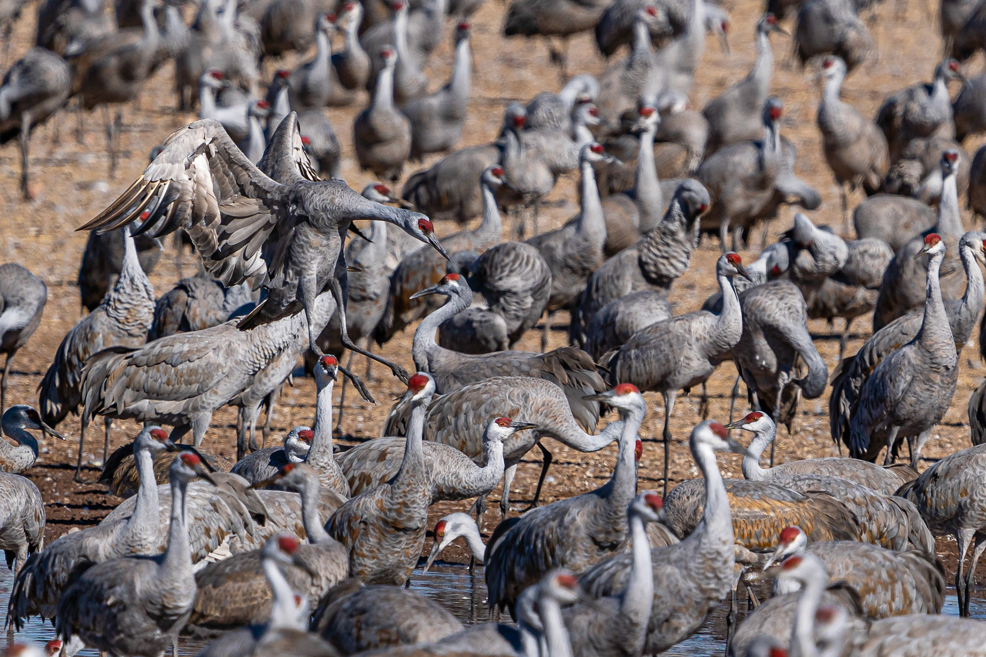 Sandhill Crane