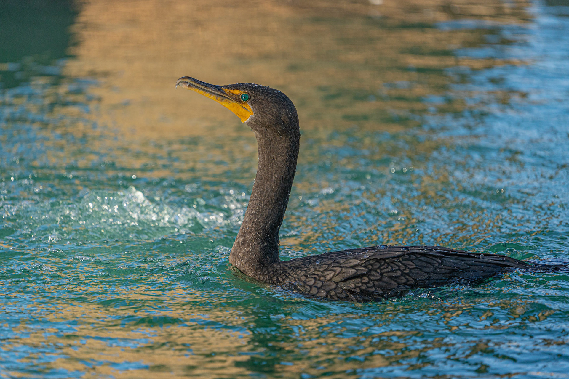 Double-crested Cormorant