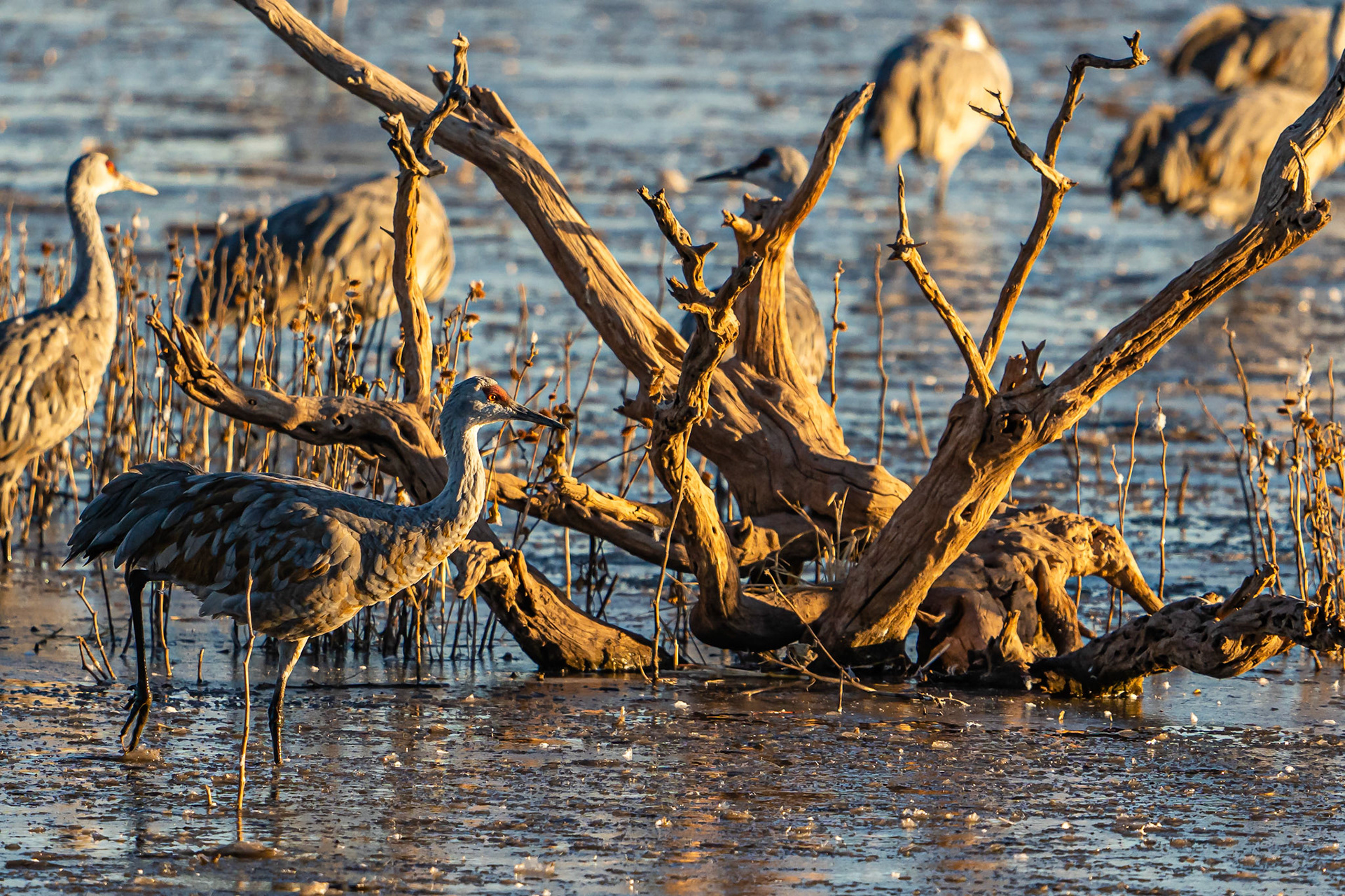 Sandhill Crane