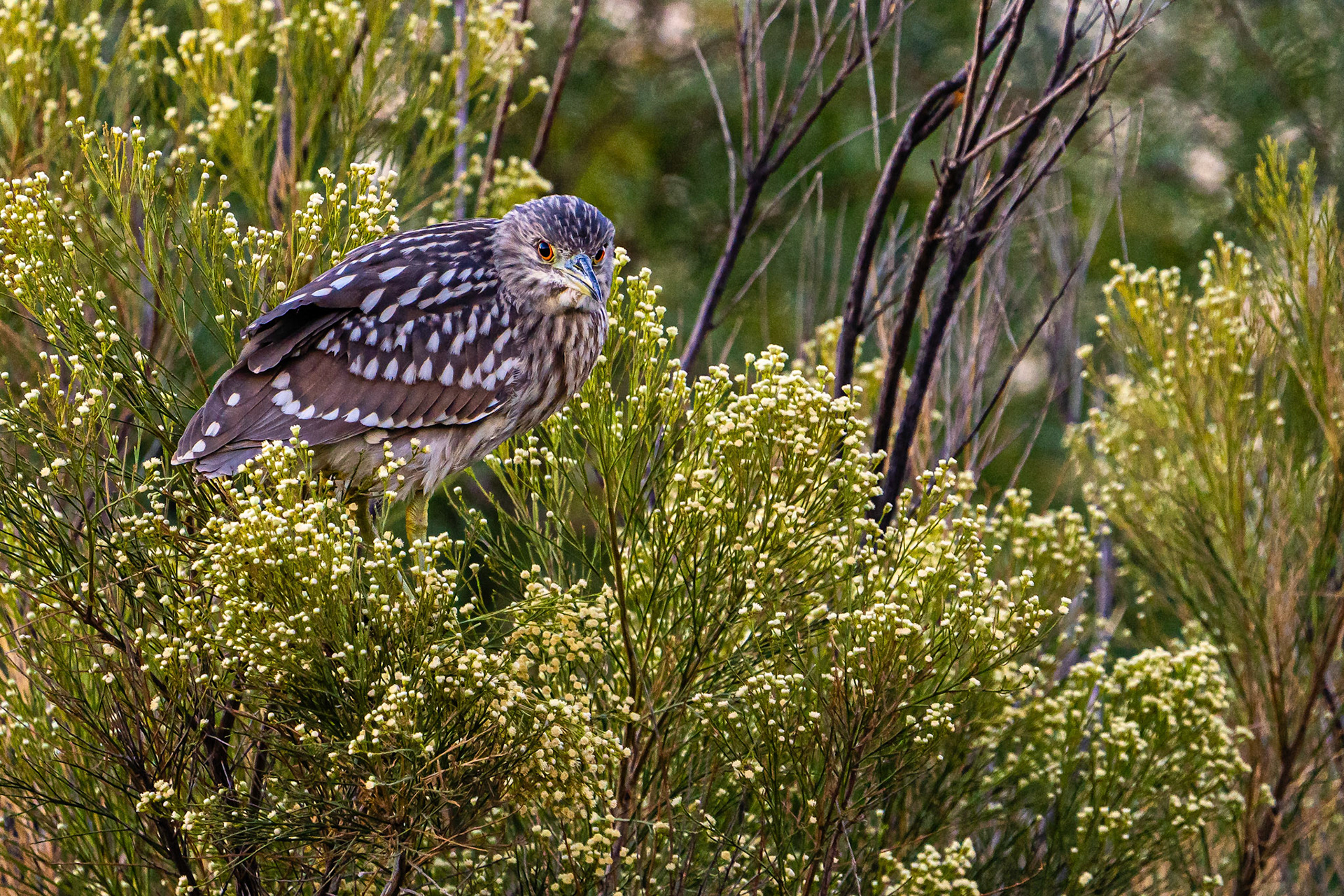 Black-crowned Night-Heron