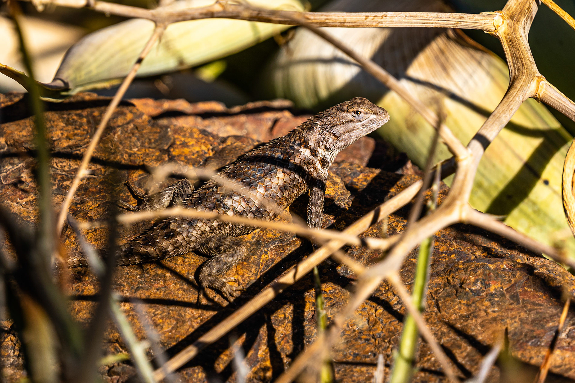 Desert Spiny Lizard