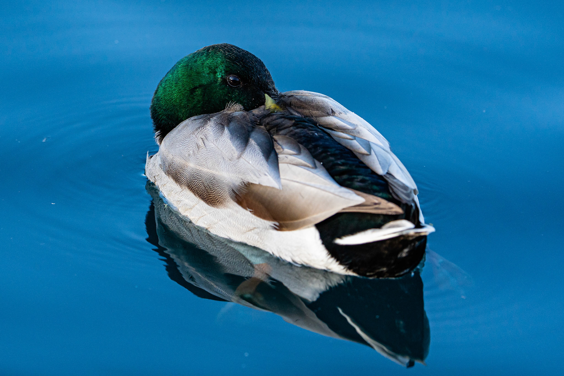 Mallard