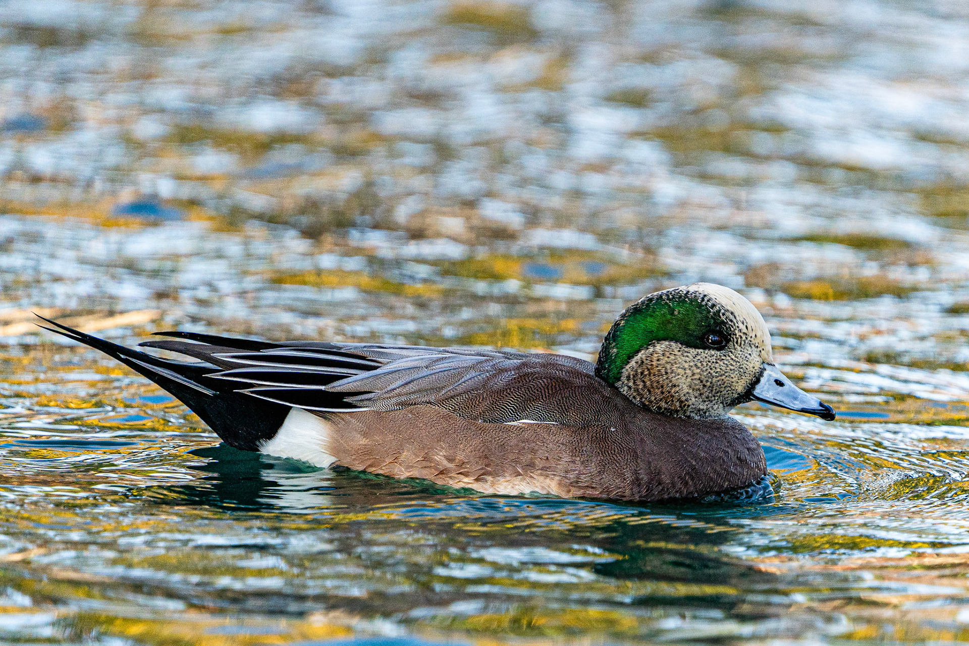 American Wigeon