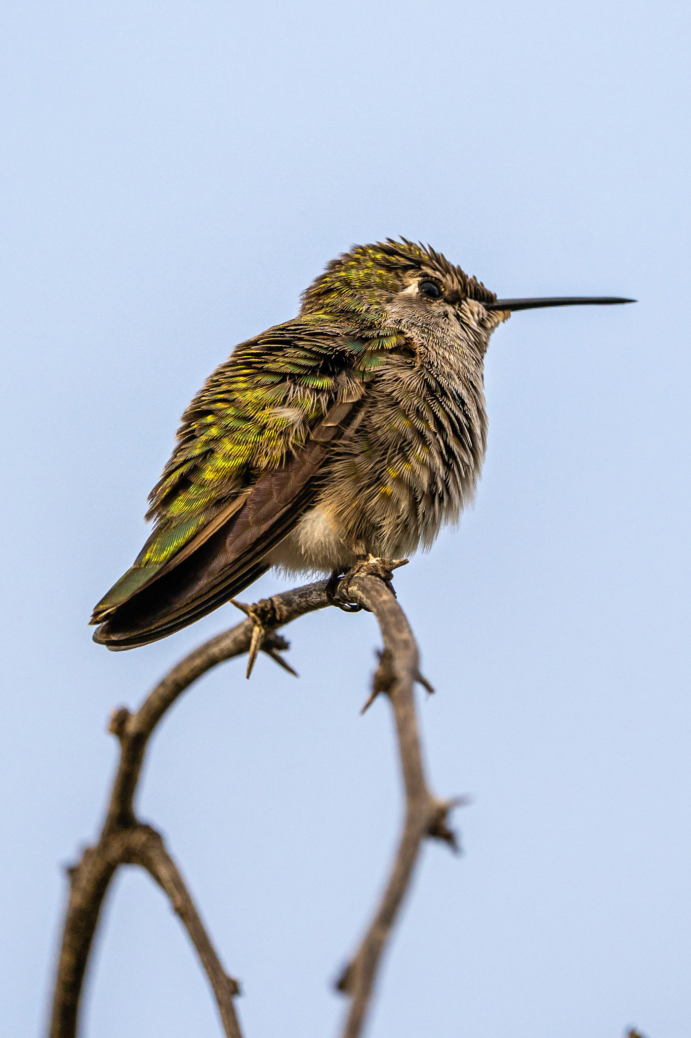 Broad-tailed Hummingbird