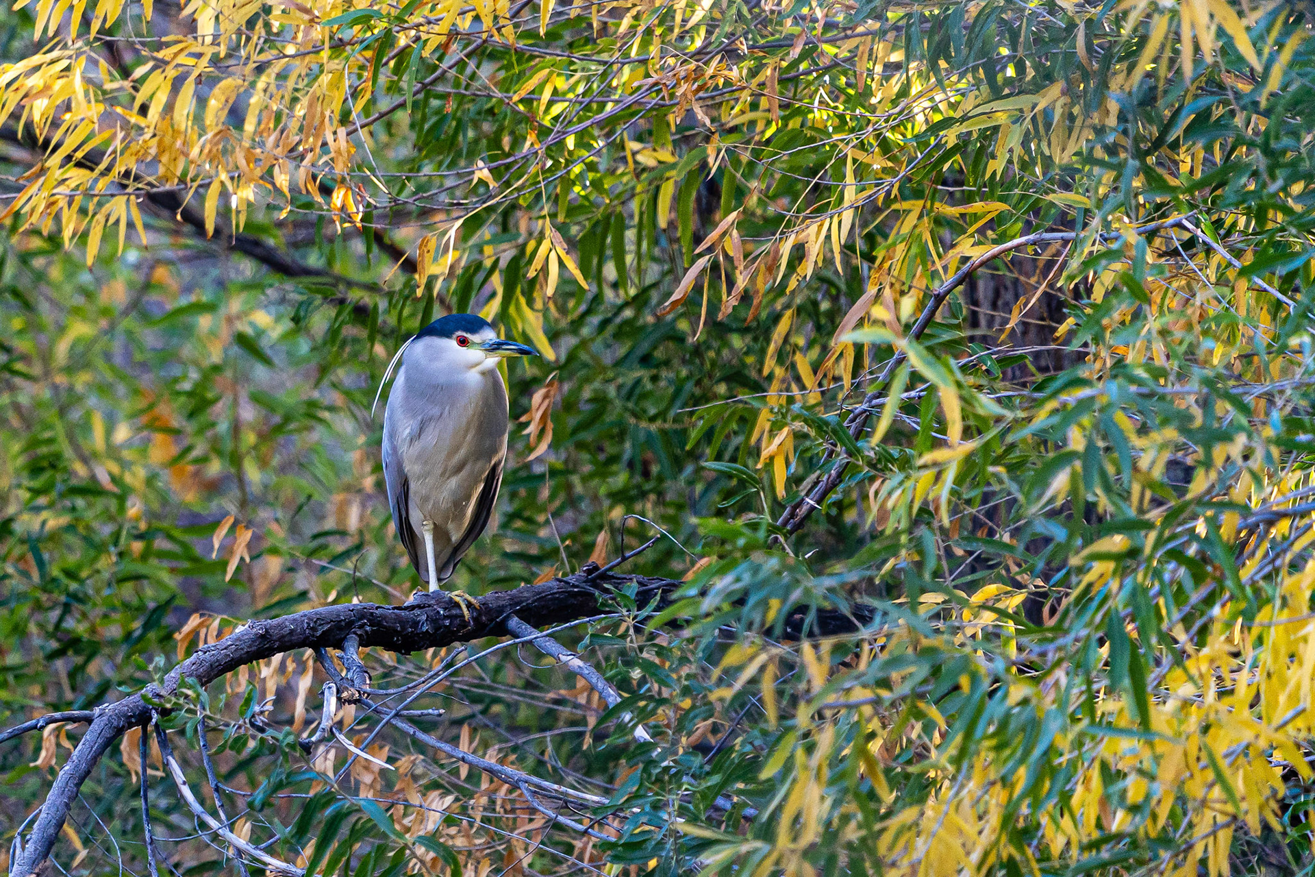 Black-crowned Night-Heron