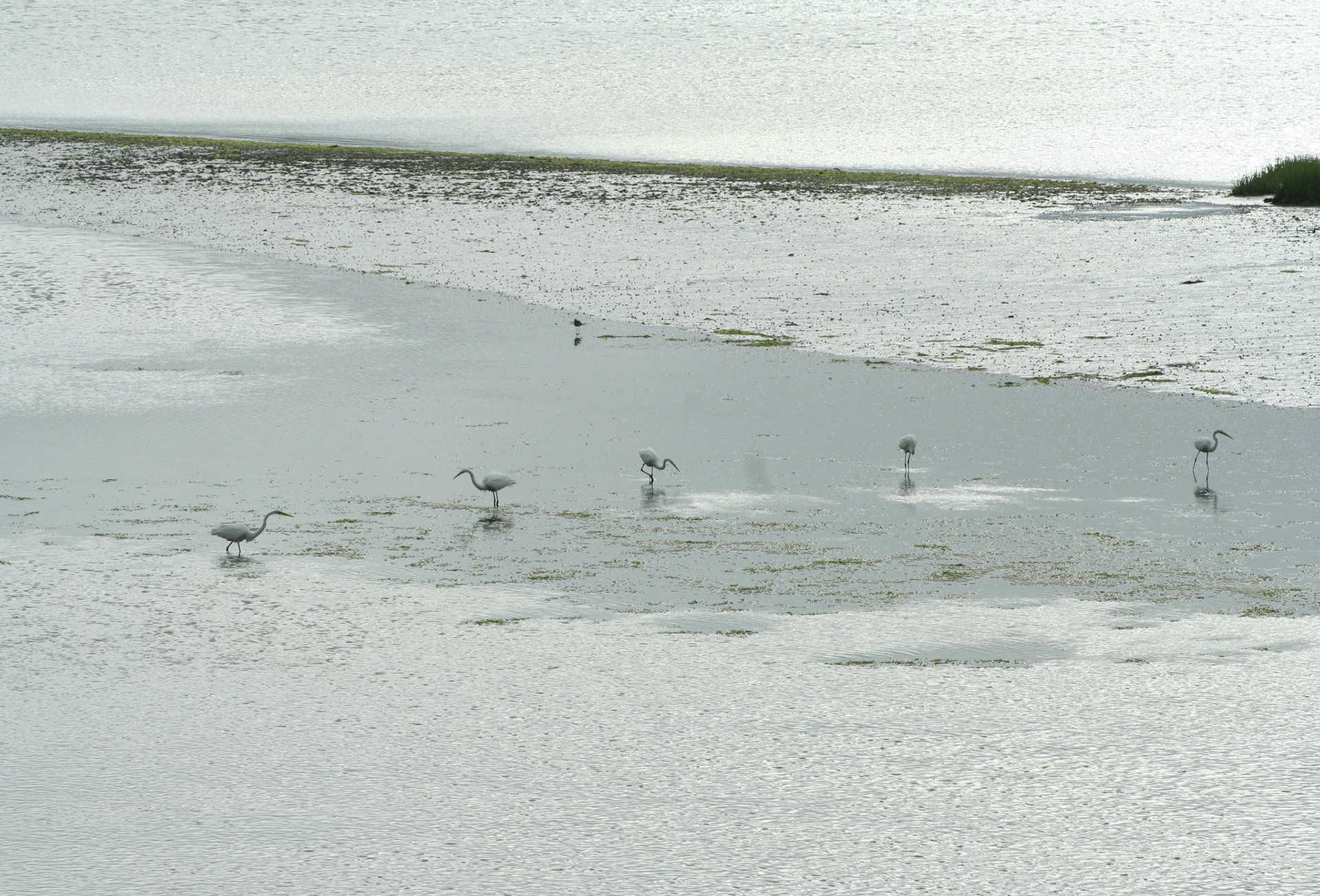 Nauset Marsh, Eastham, Ma