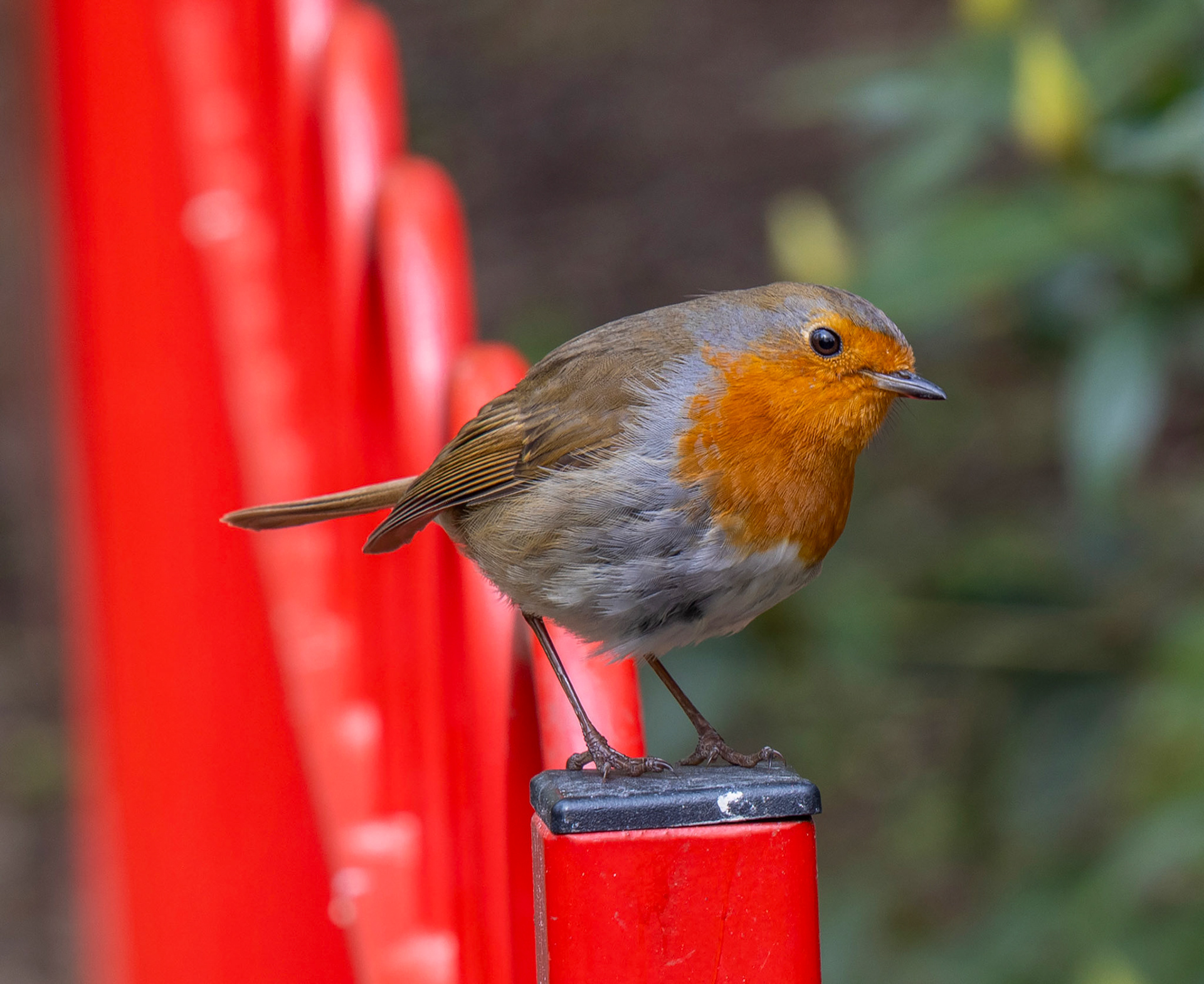 Robin in Aberdare Park