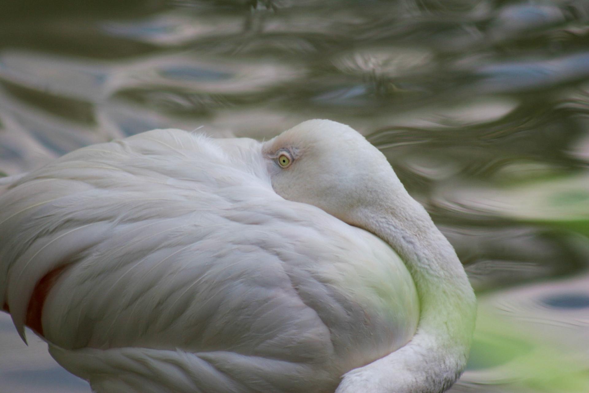 A resting Flamingo