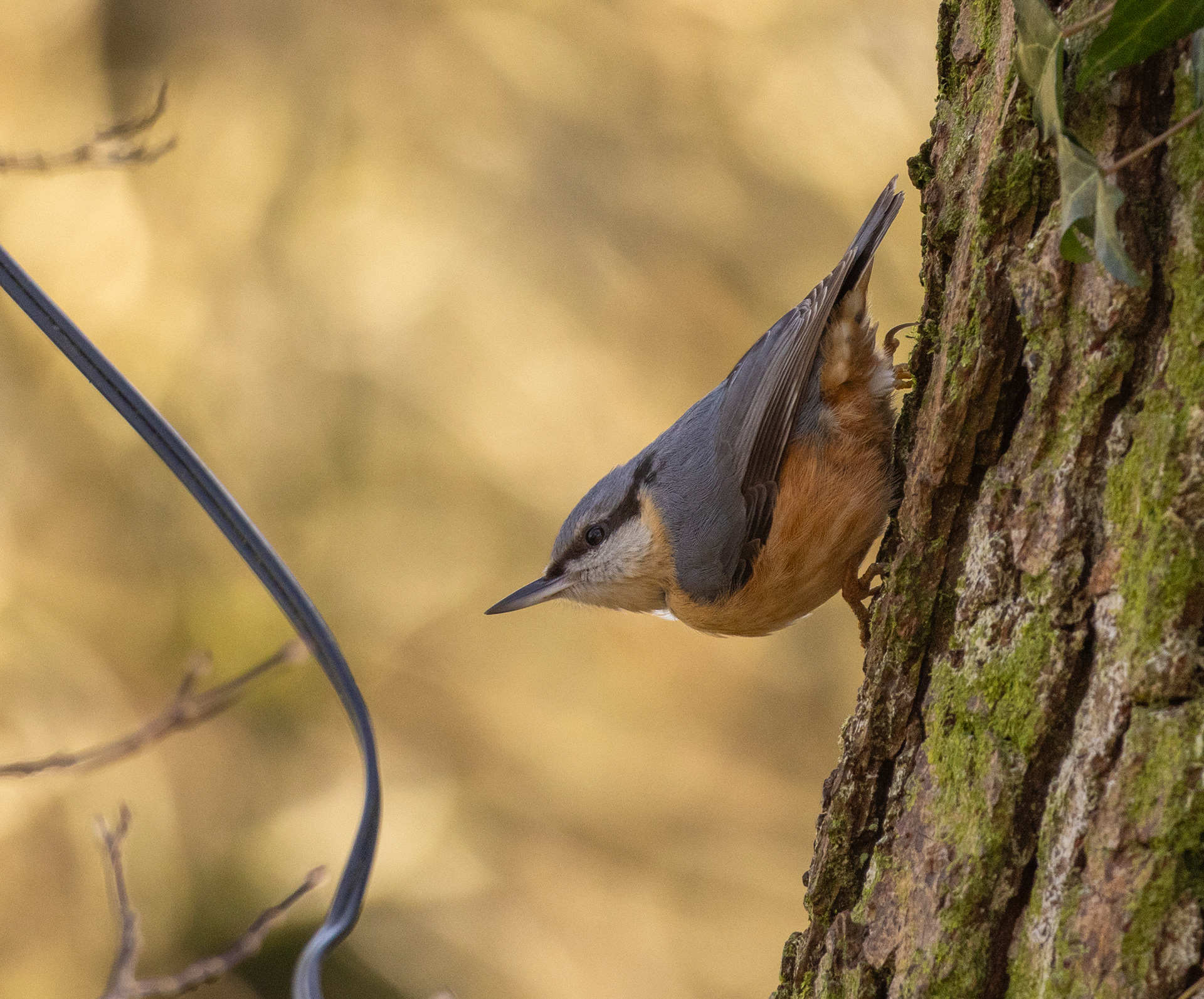 Nuthatch