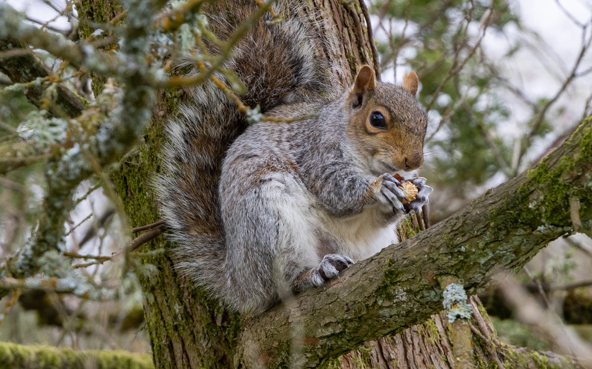 Grey Squirrel in Aberdare Park