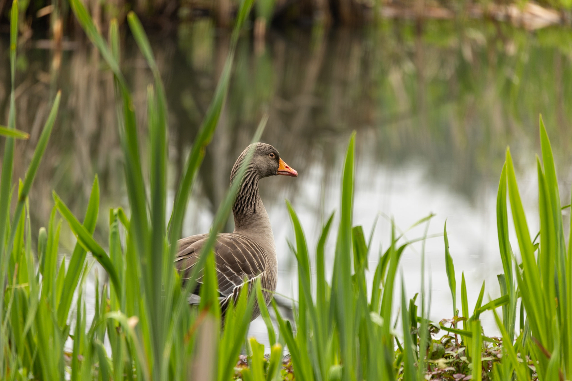 Greylag Goose