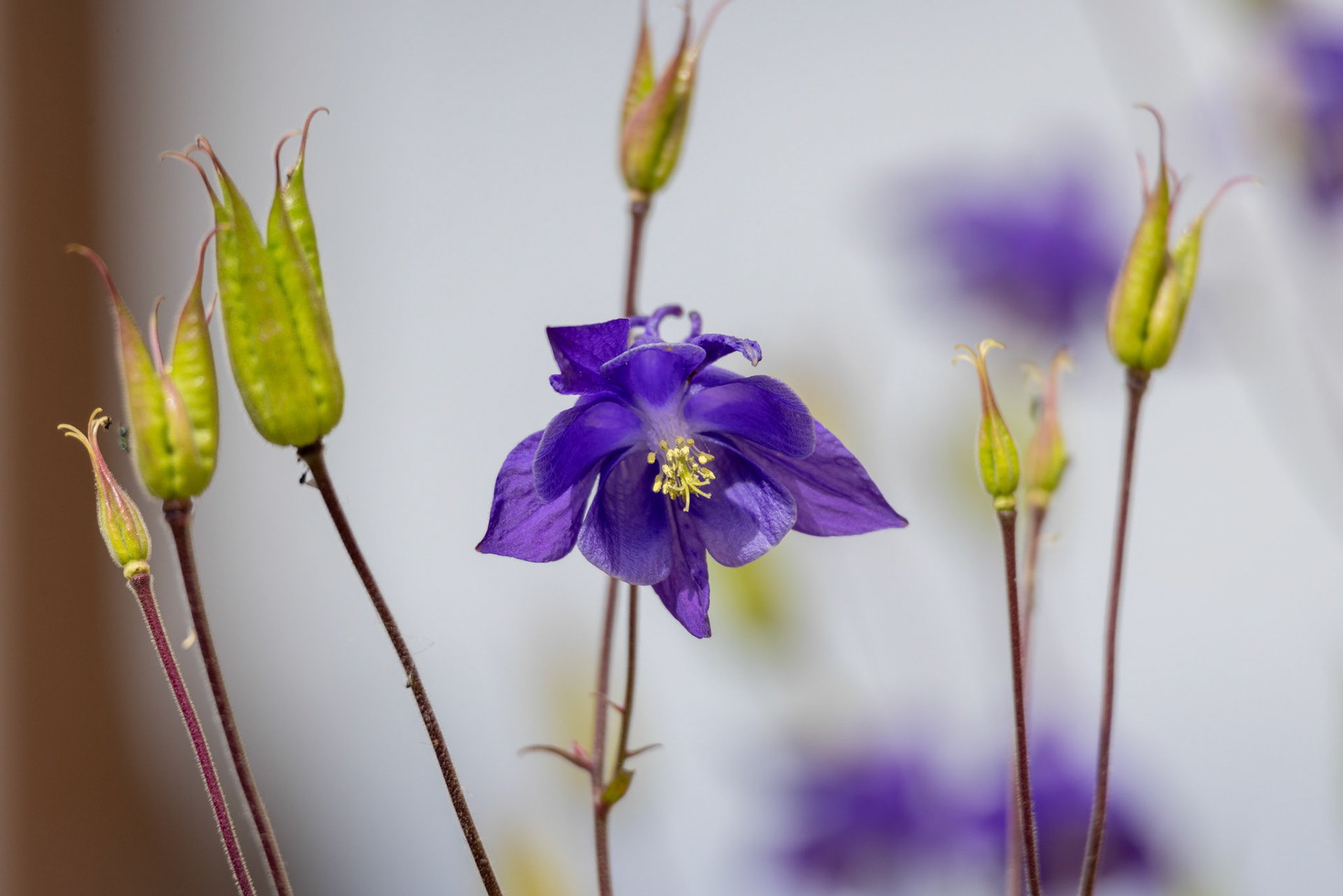 European Columbine