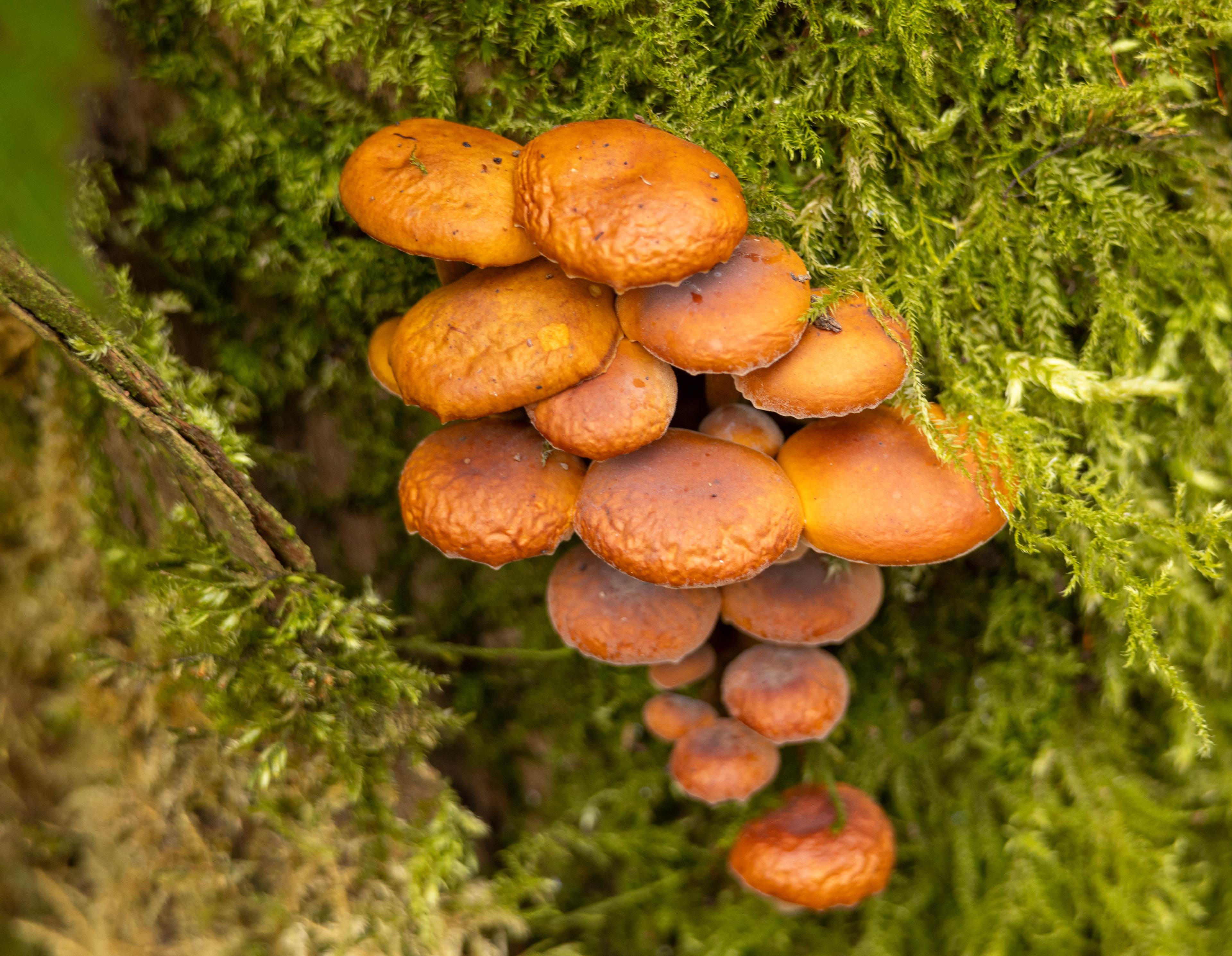 Fungi