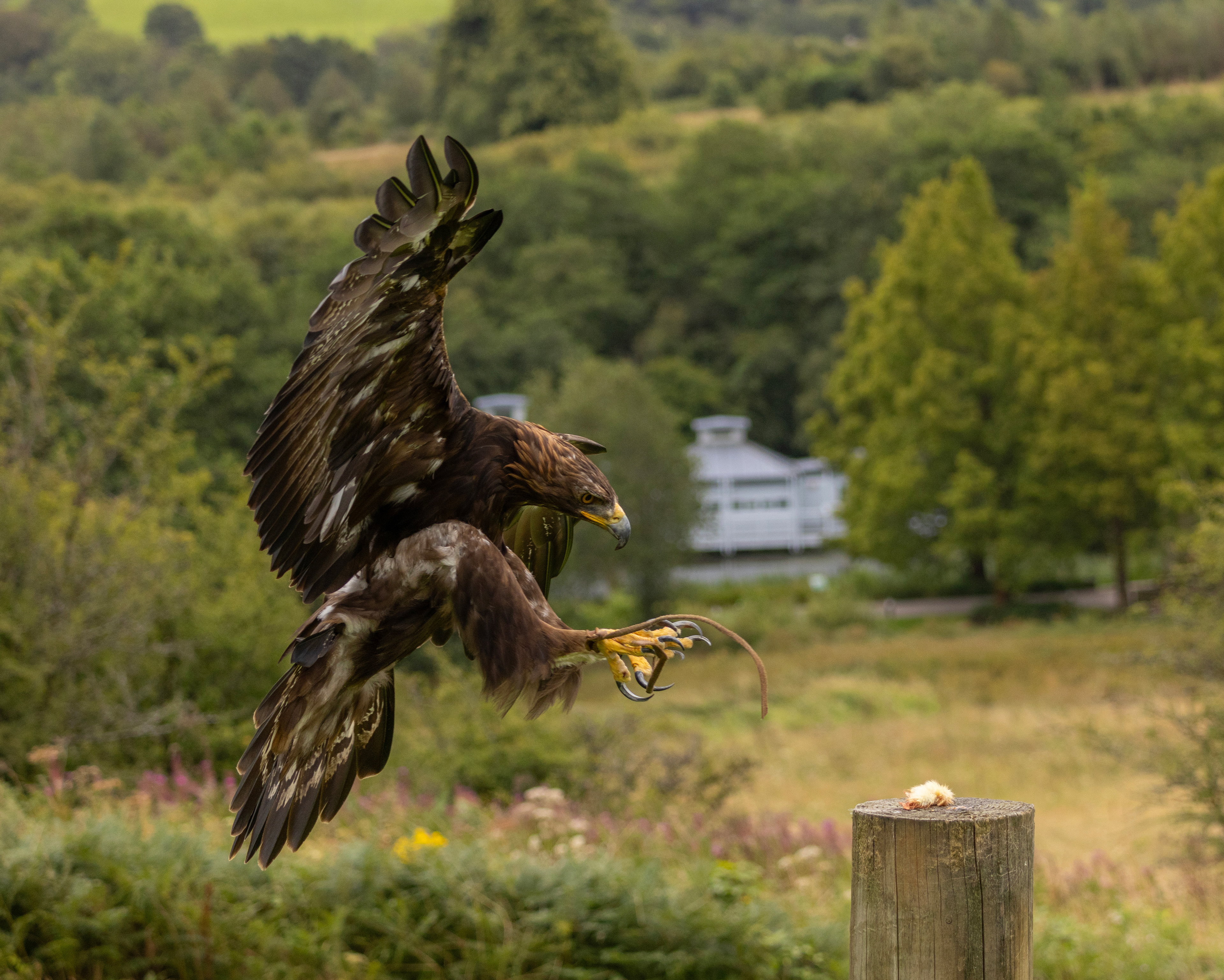 Golden Eagle at the National Botanic Gardens of Wales