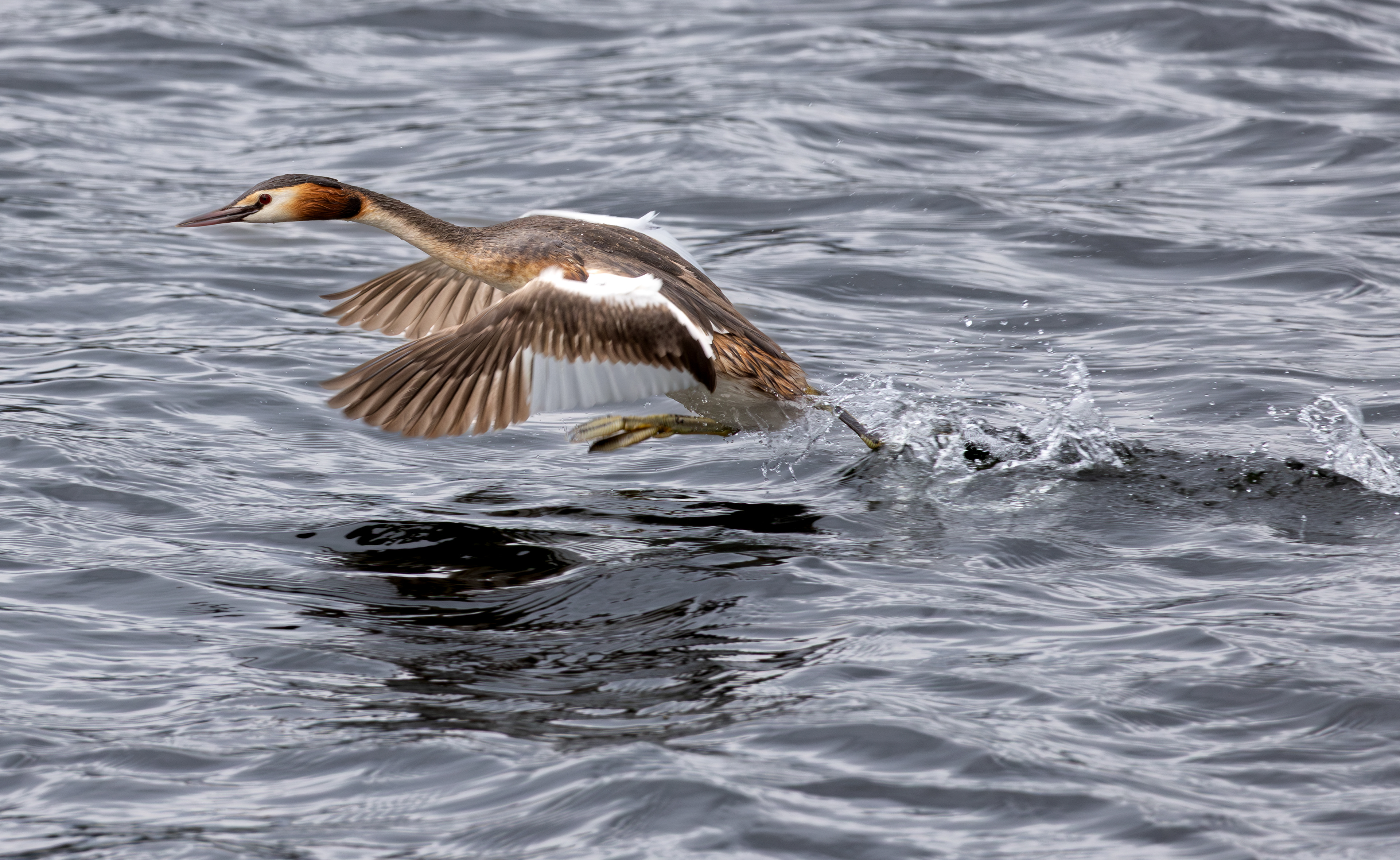 Great Crested Grebe