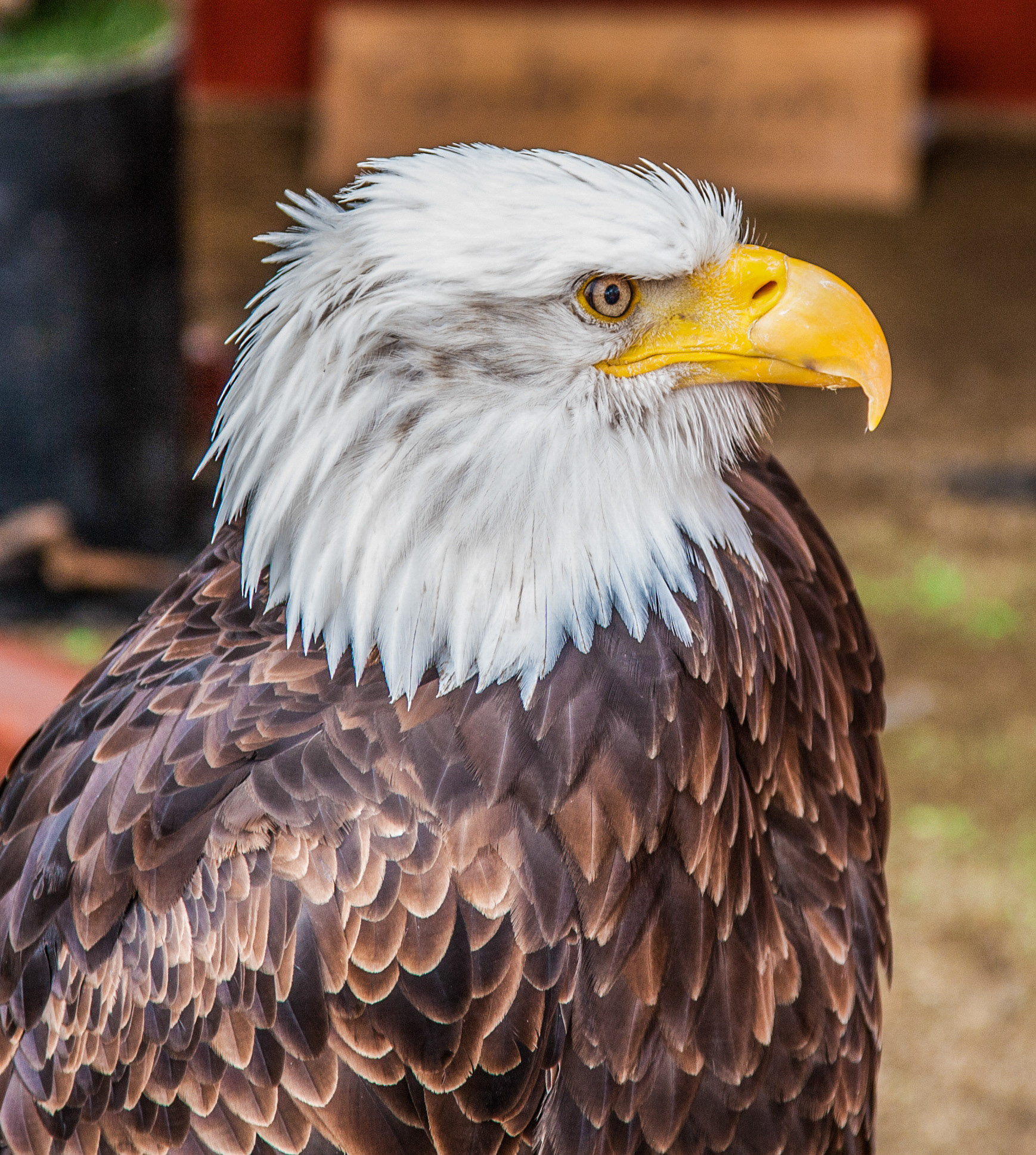 Bald Eagle on display in Tamariu, Spain