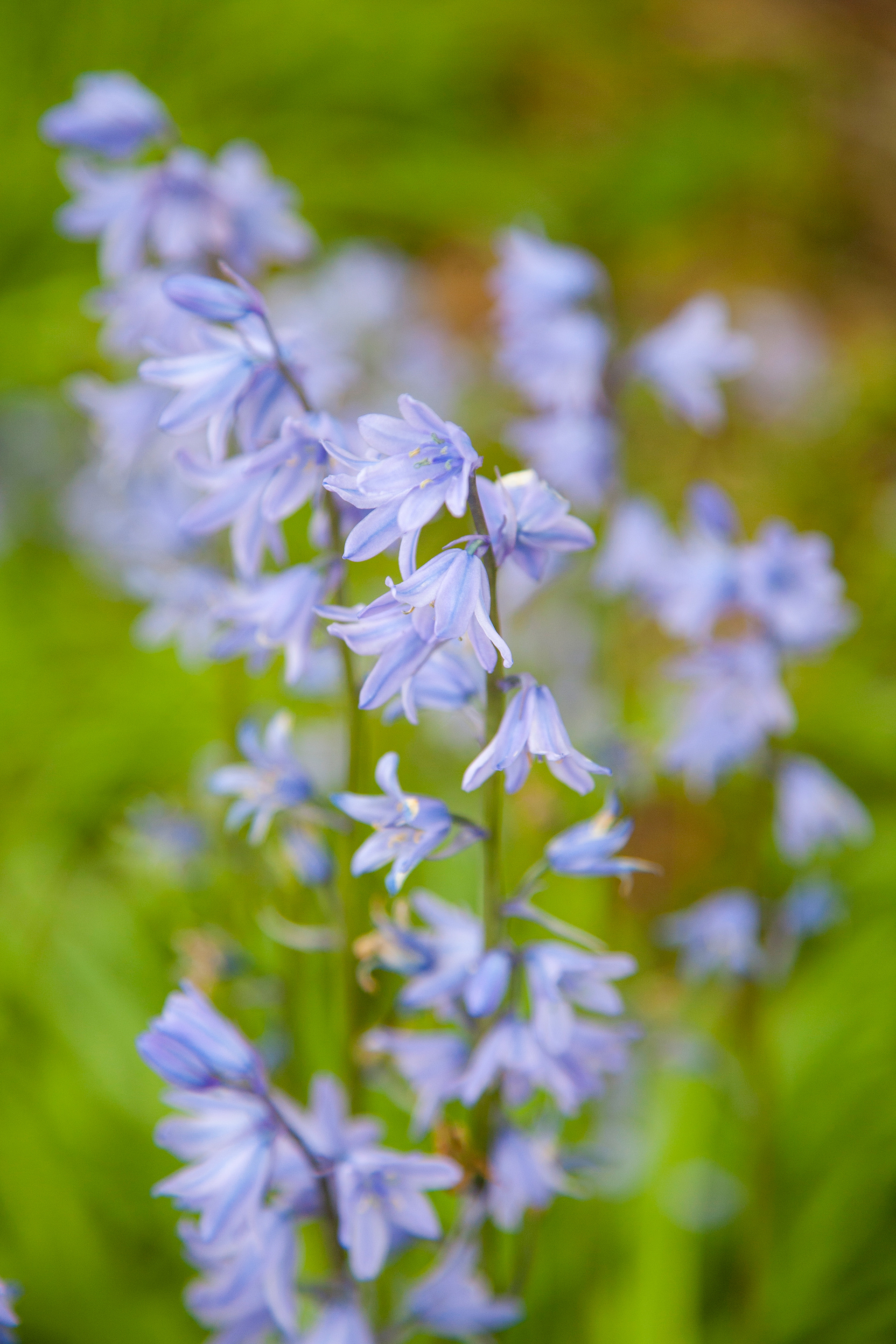 Bluebells