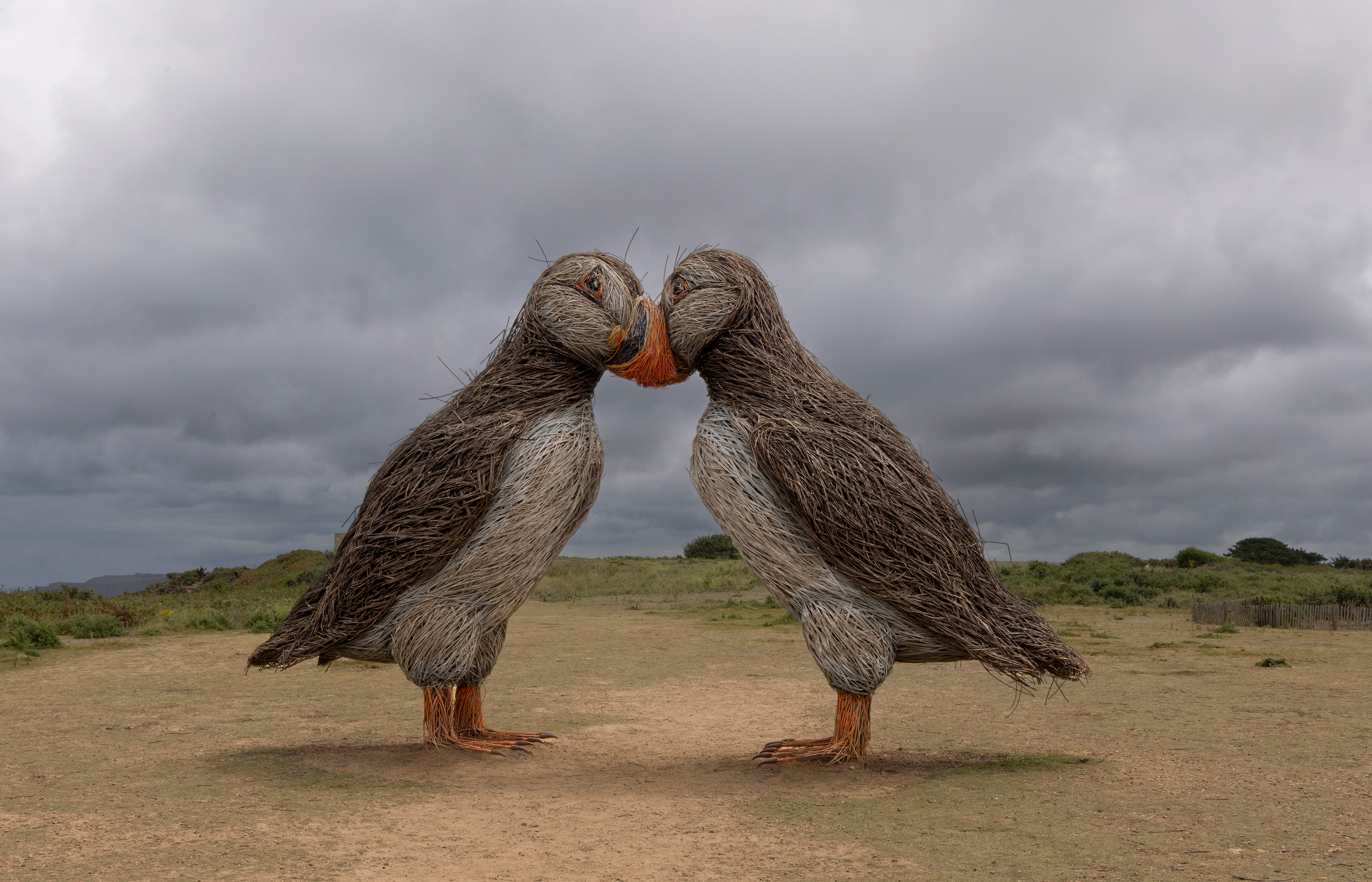 Giant Puffins near Plemont, Jersey