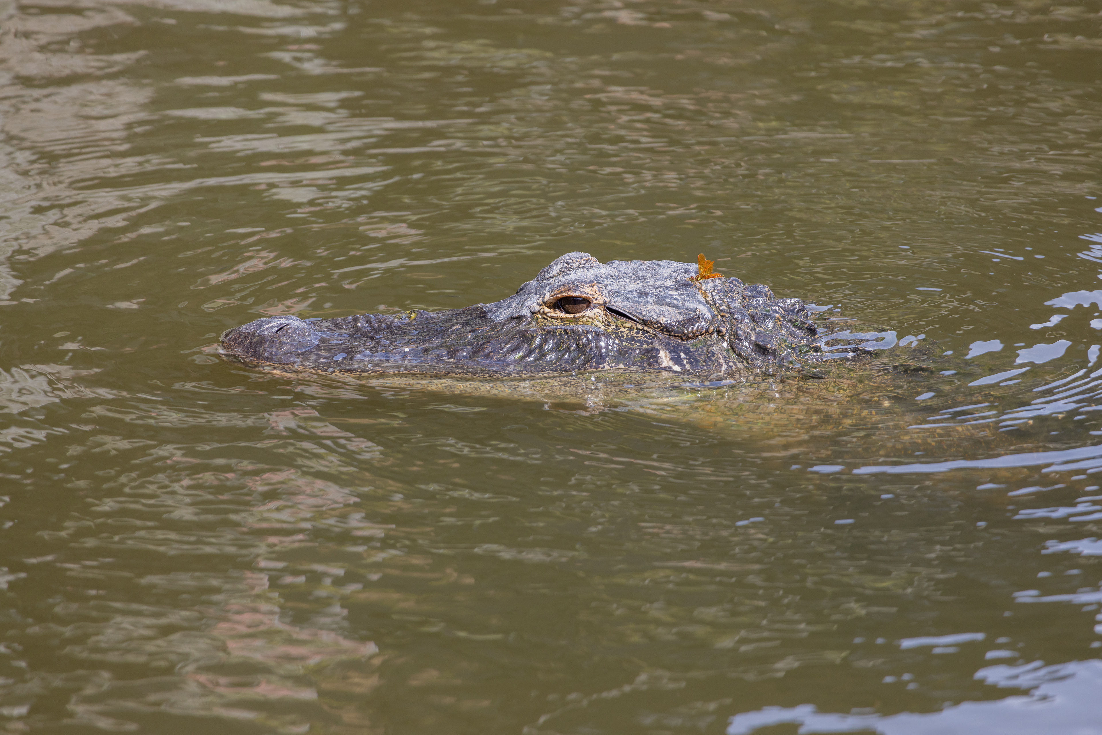 Florida Alligator with a Dragon Fly on its head