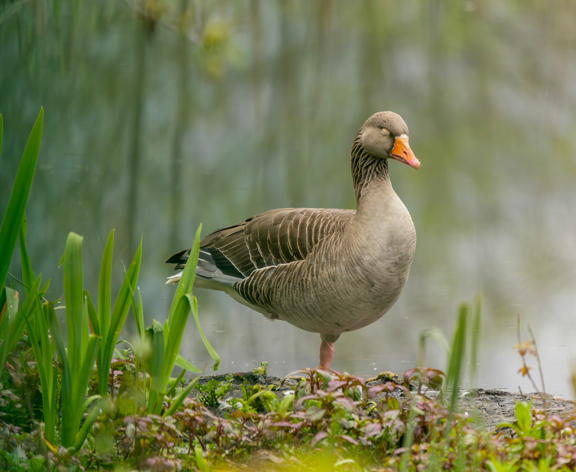 Greylag Goose