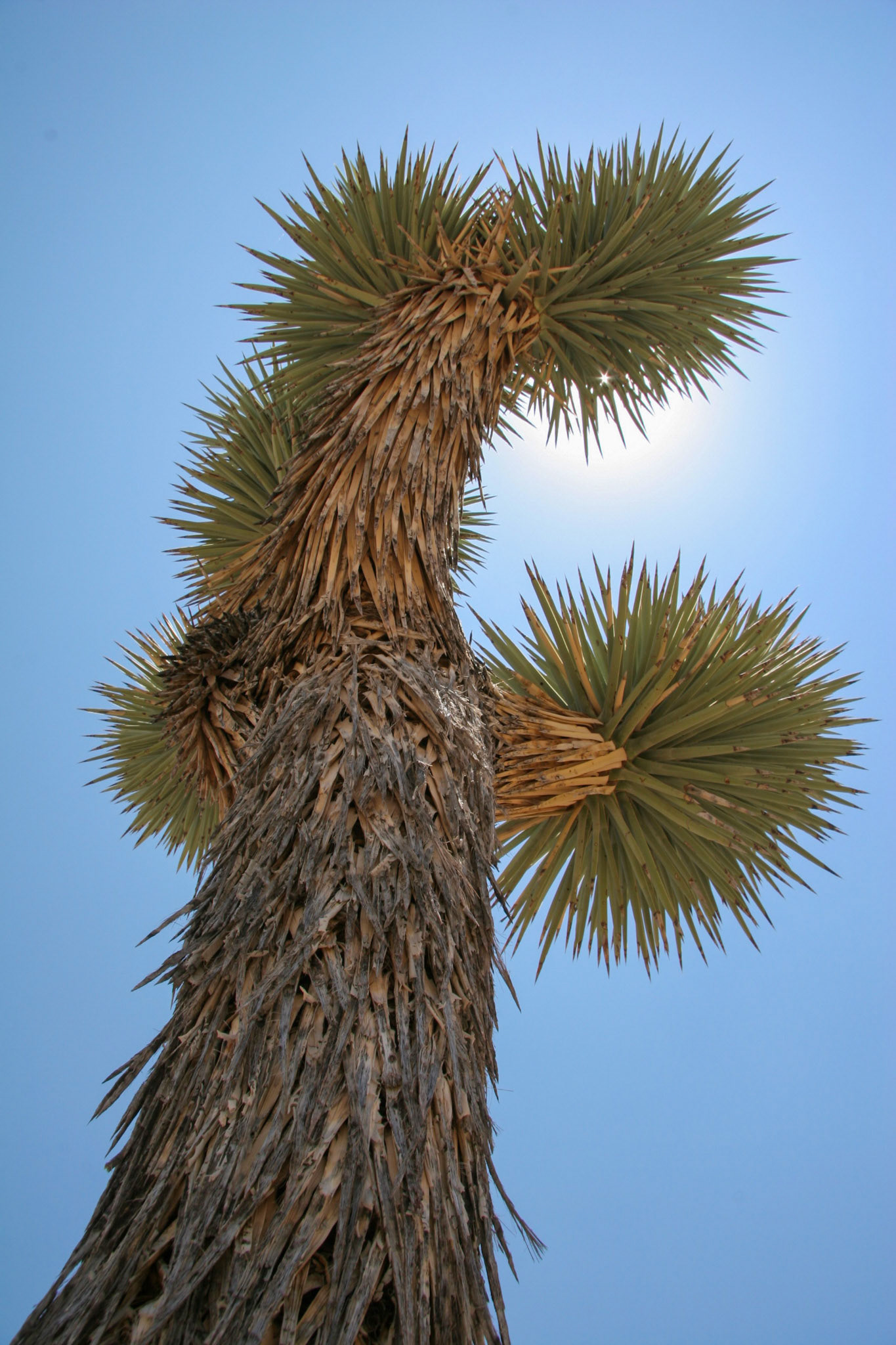 Joshua Tree