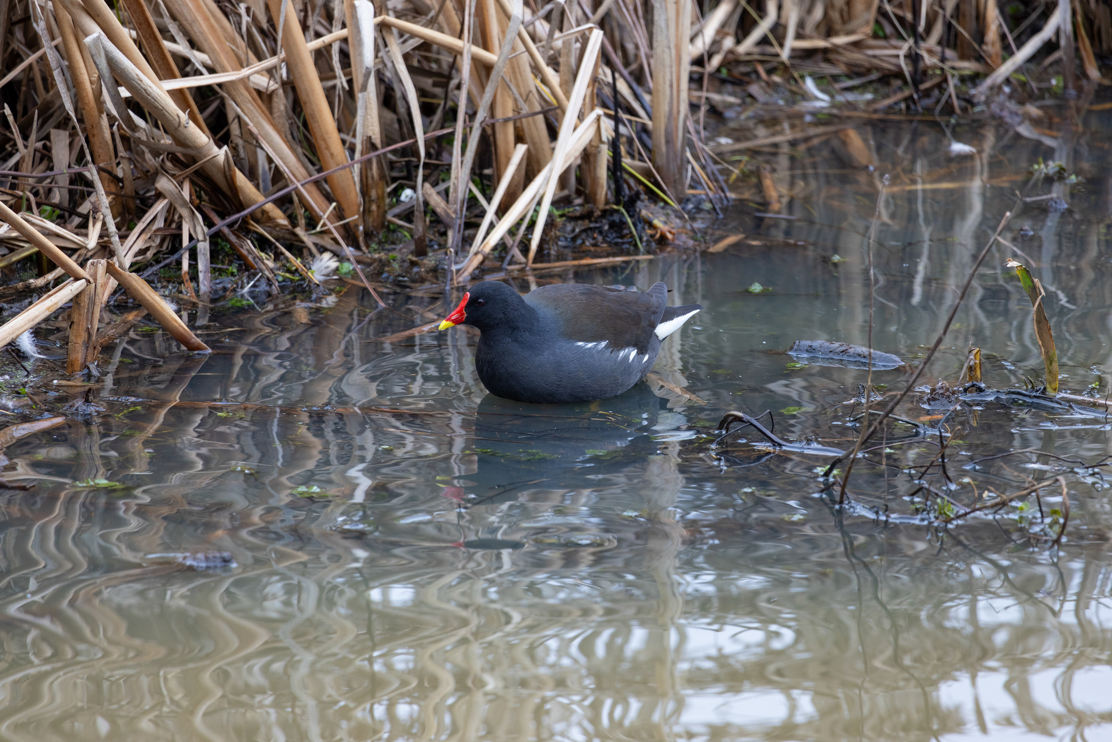 Moorhen