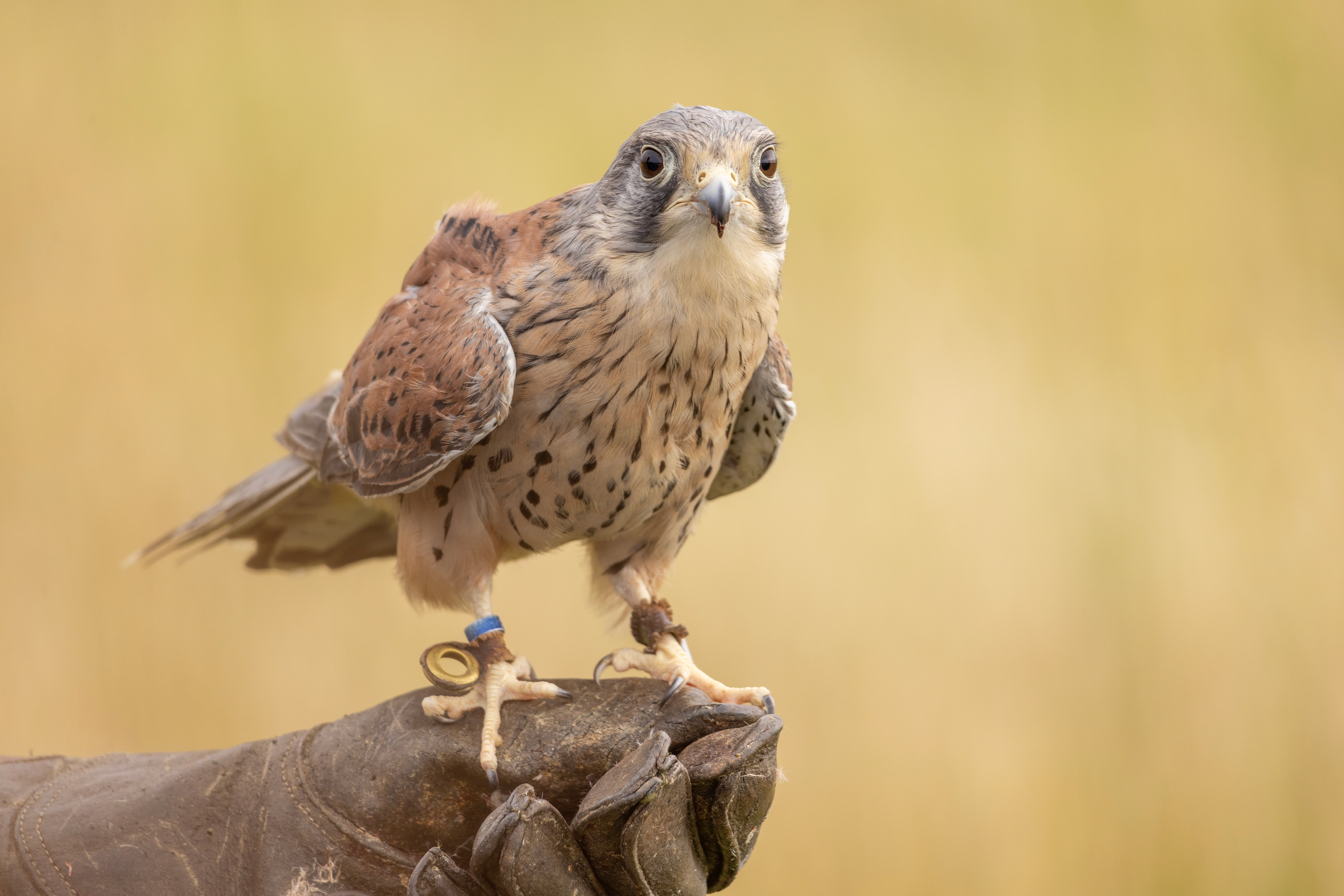 Kestrel at the National Botanic Gardens of Wales