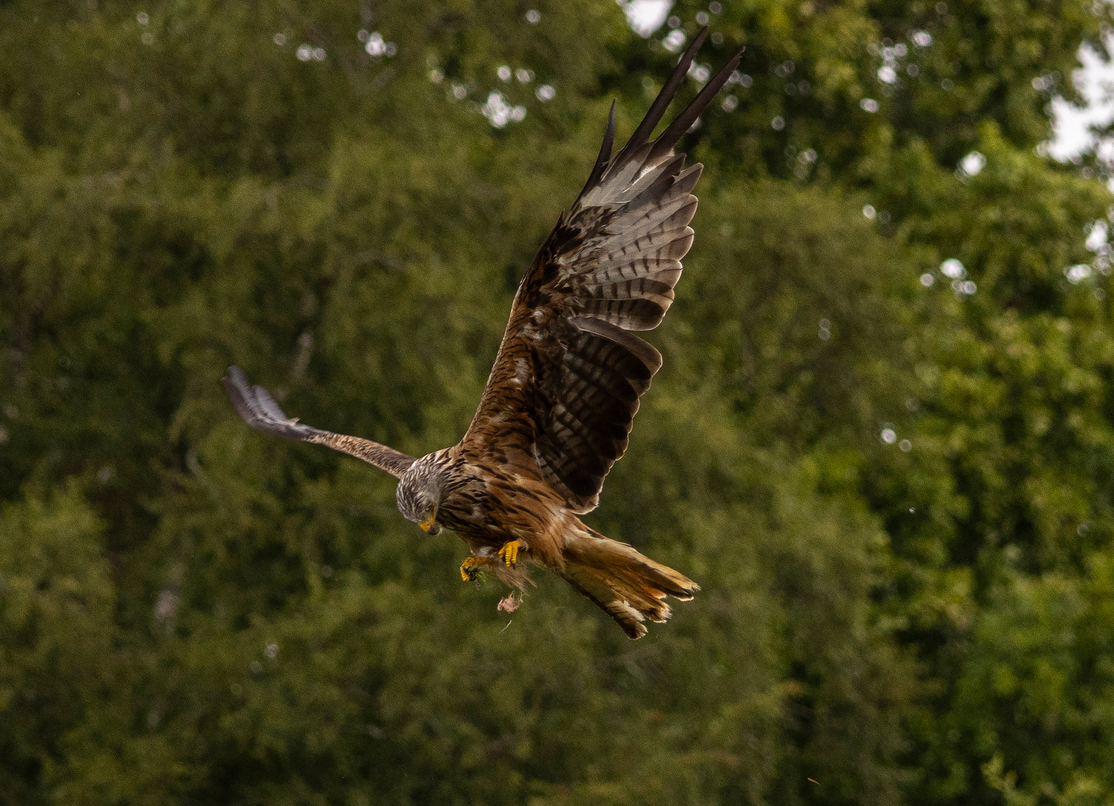 Red Kite