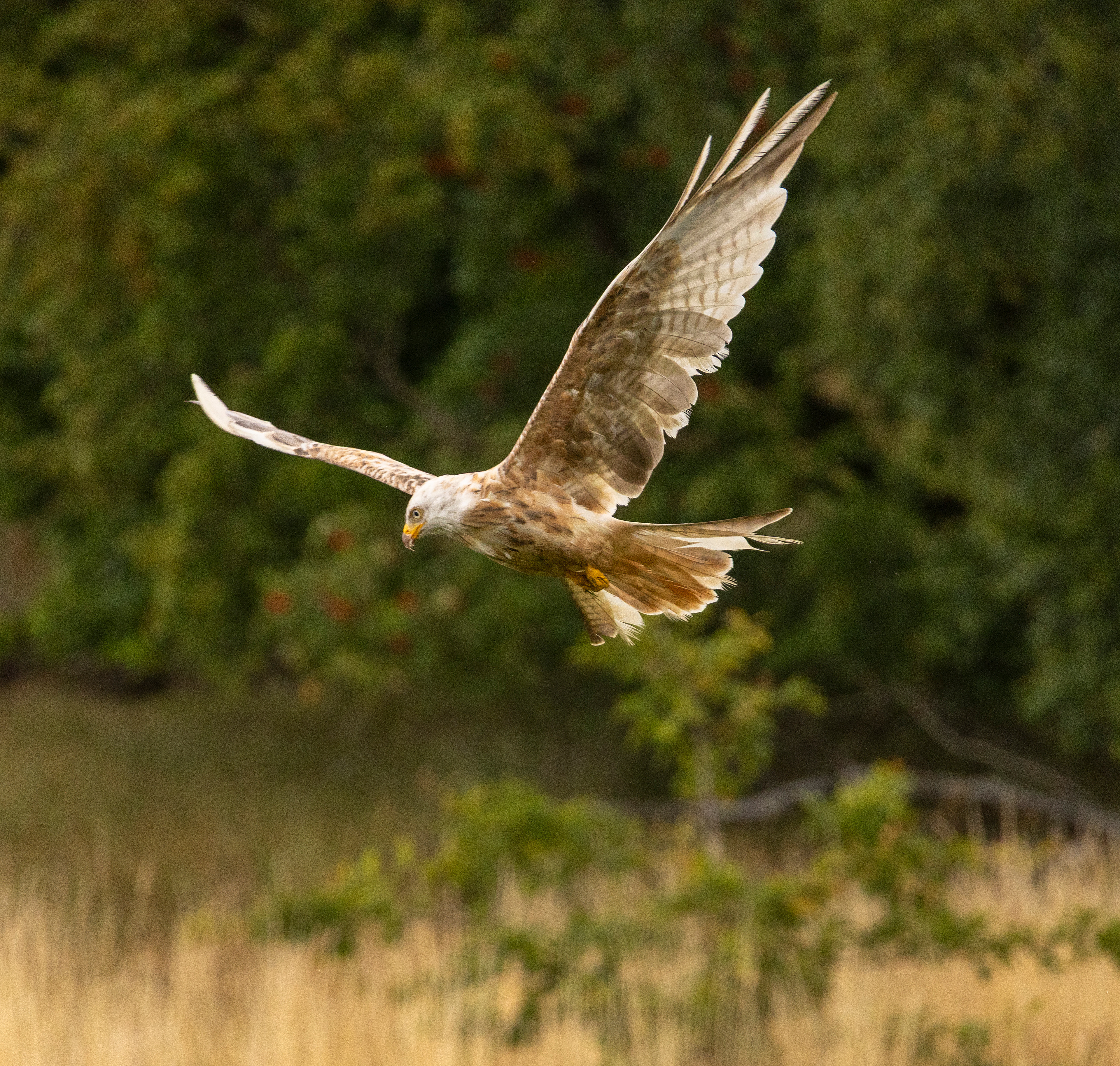 Leucistic Red Kite