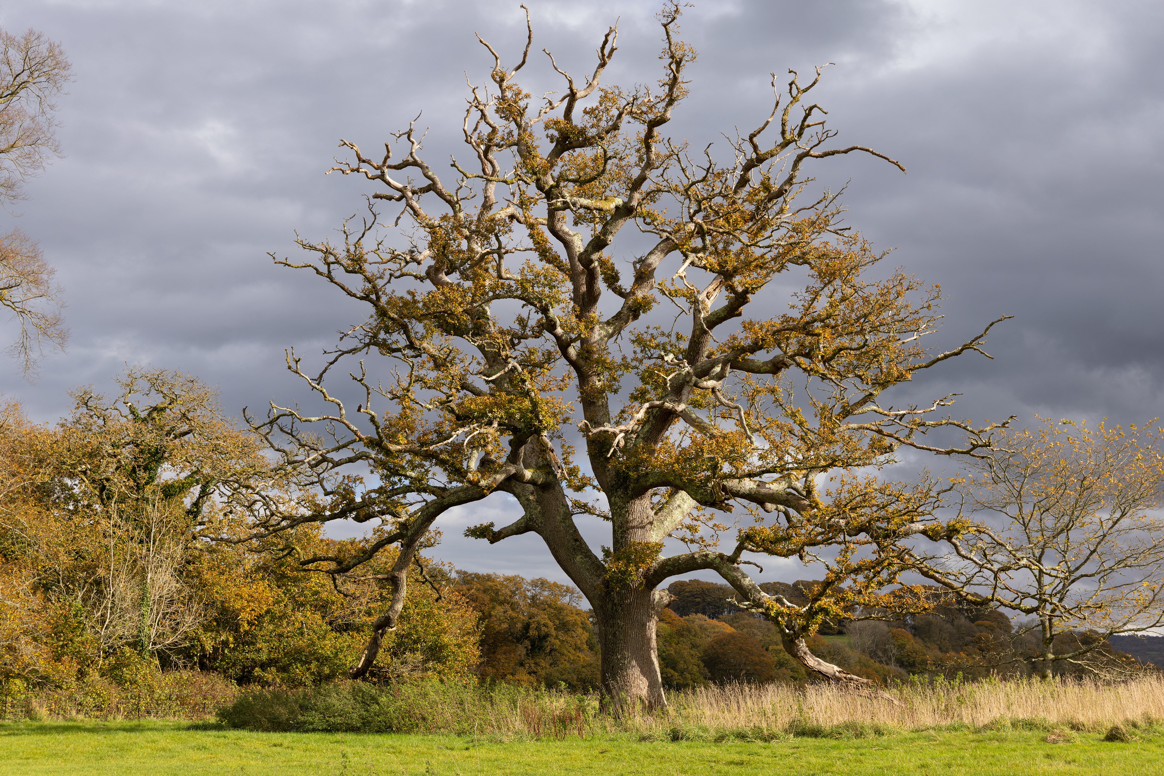 Old Oak