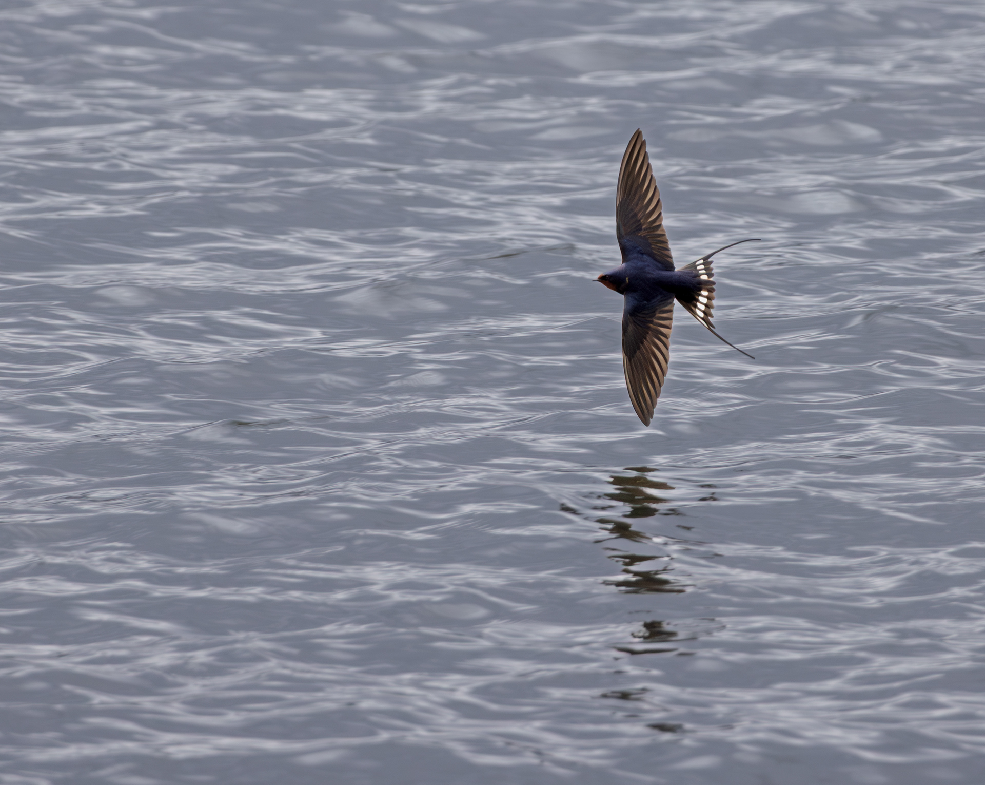 Swallow