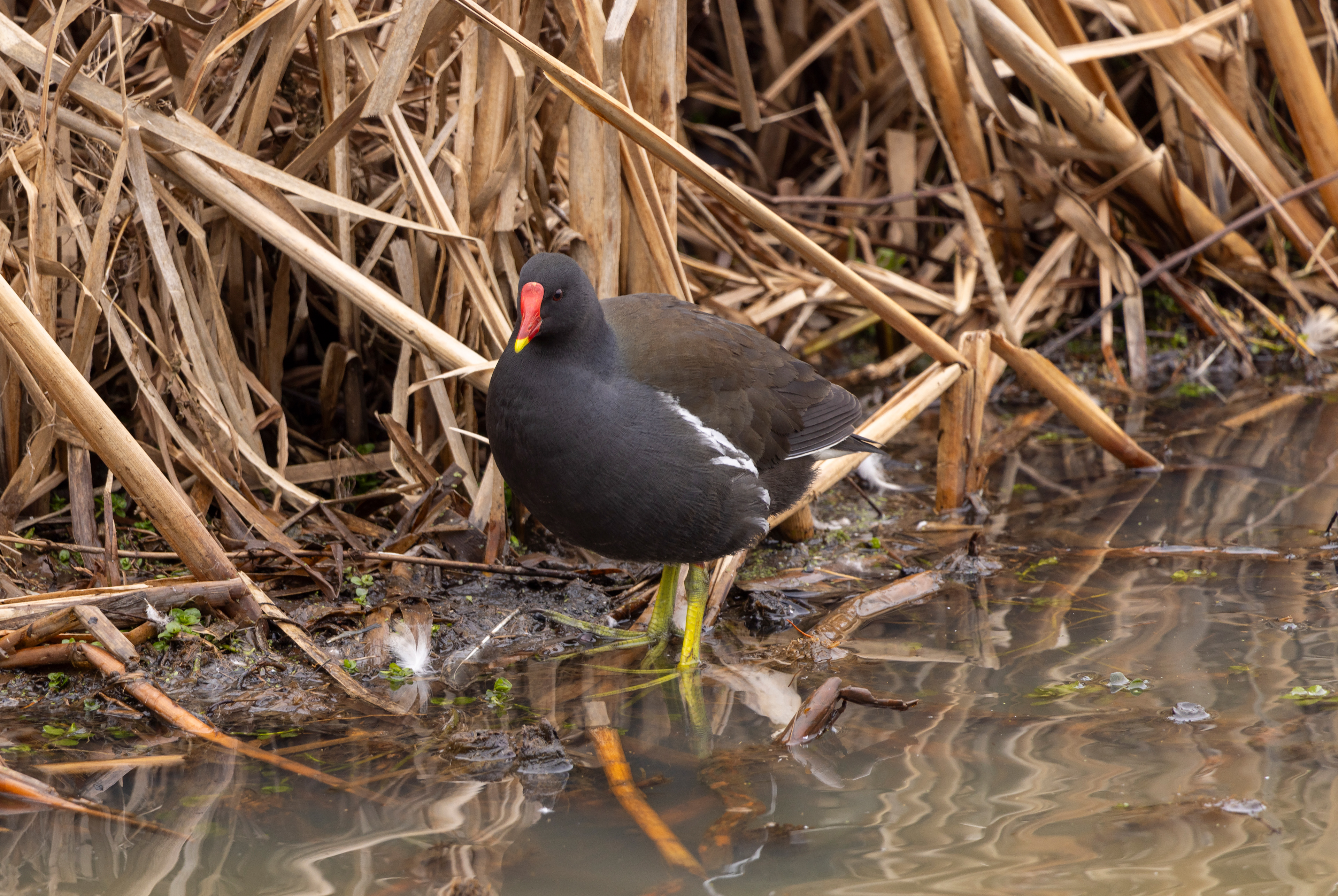 Moorhen