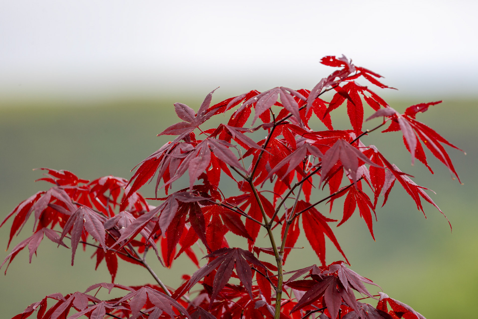 Japanese Maple