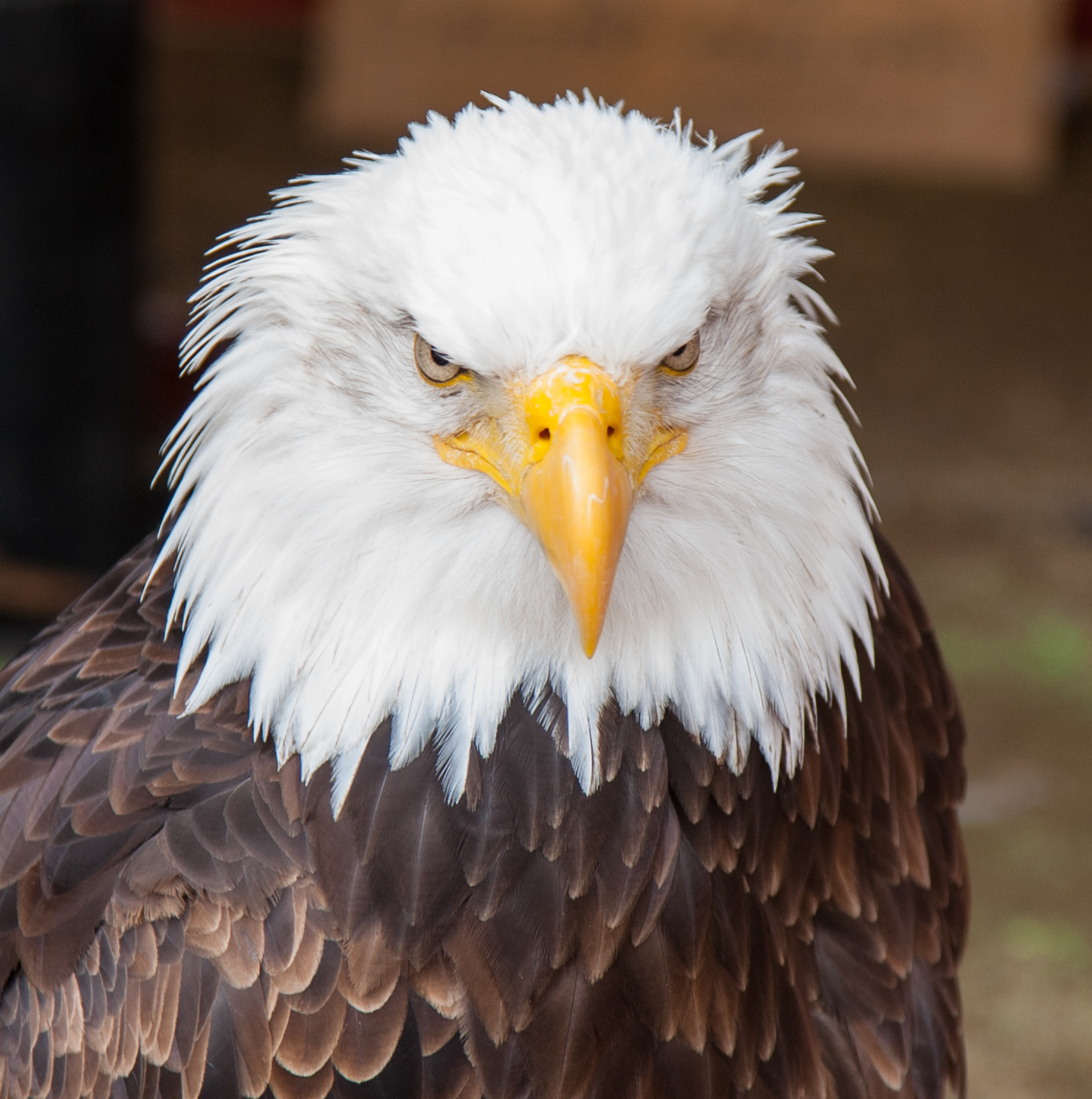 Bald Eagle on display in Tamariu, Spain