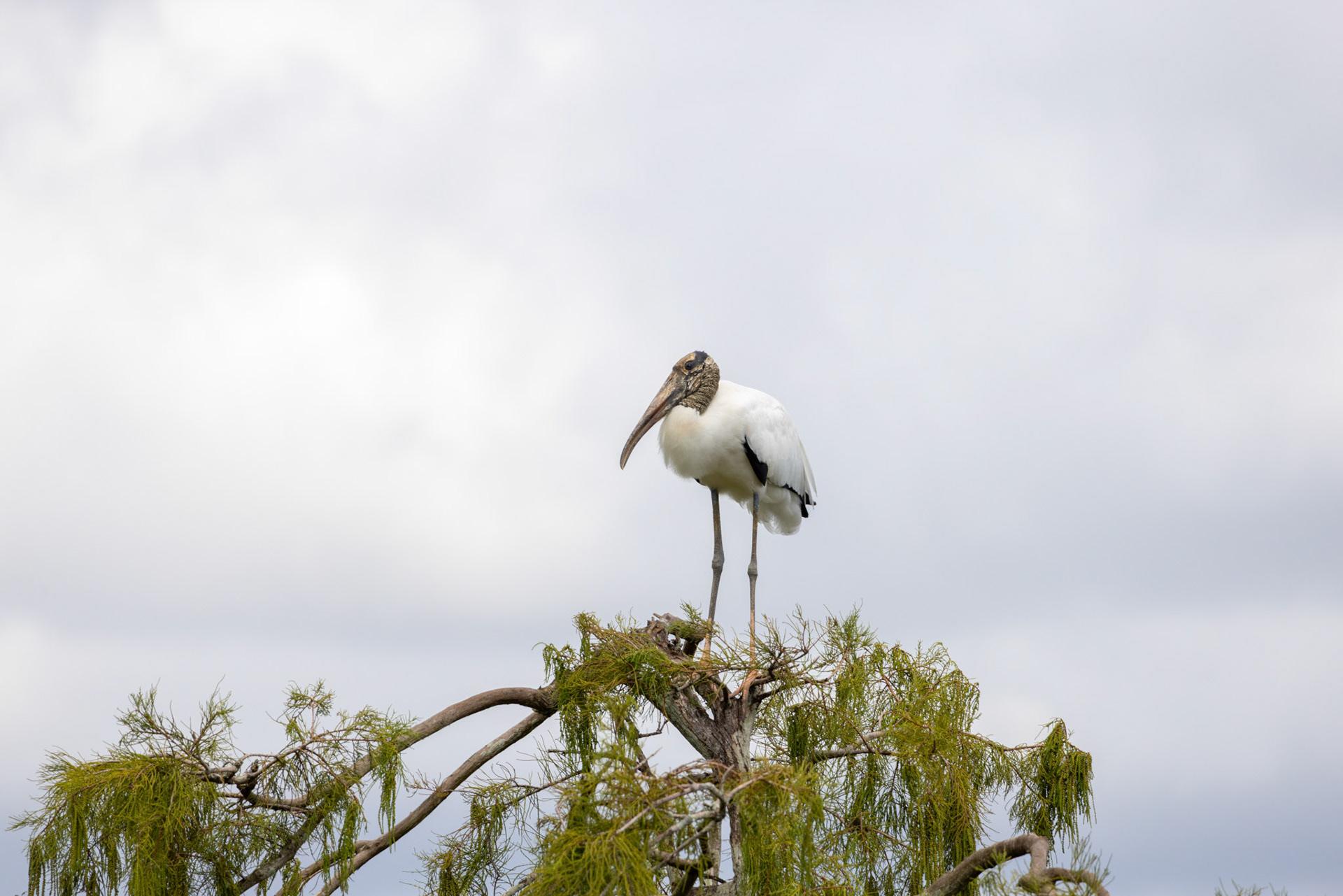 Wood Stork