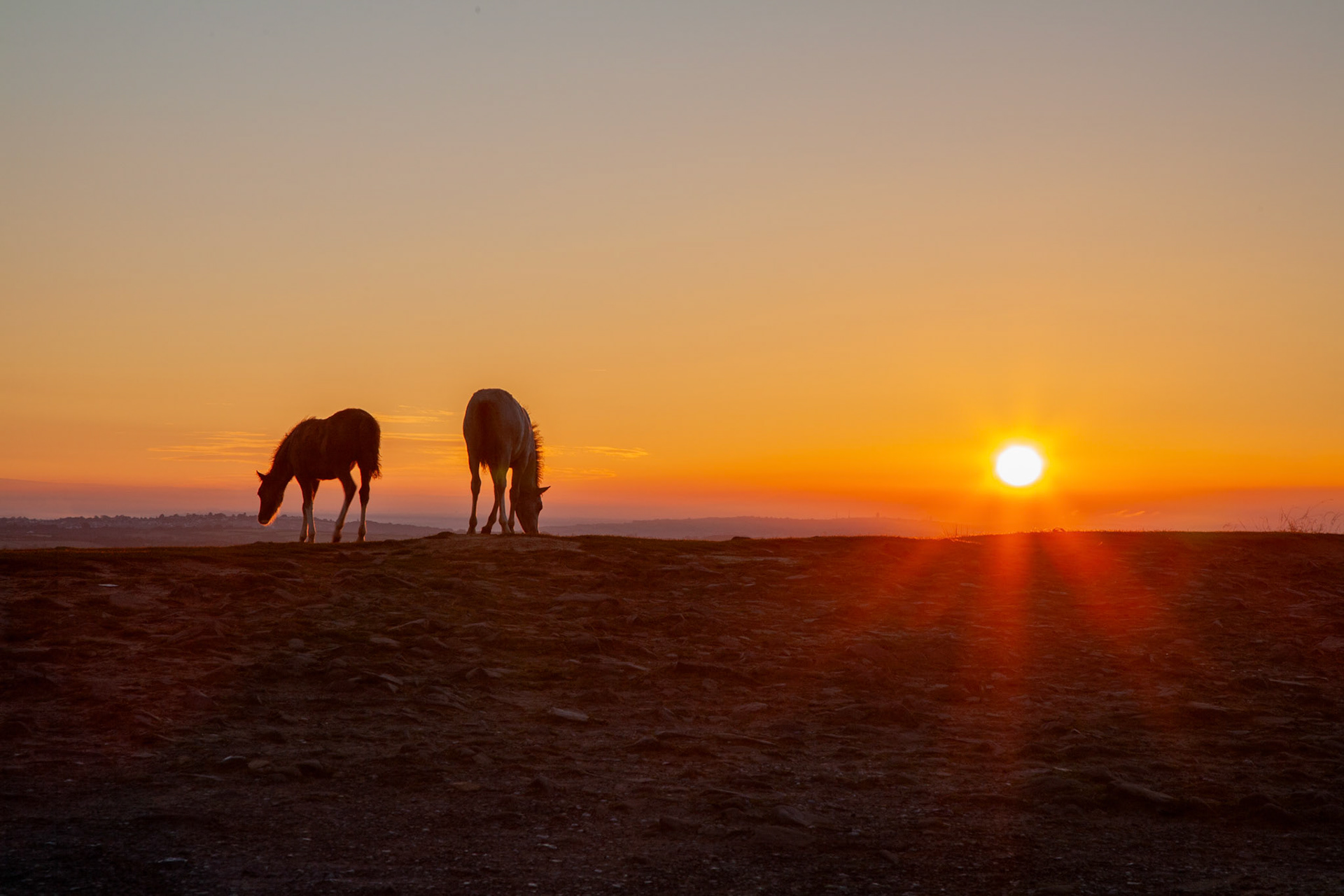 Wild Horse Sunrise near the Gower Peninsula, South Wales