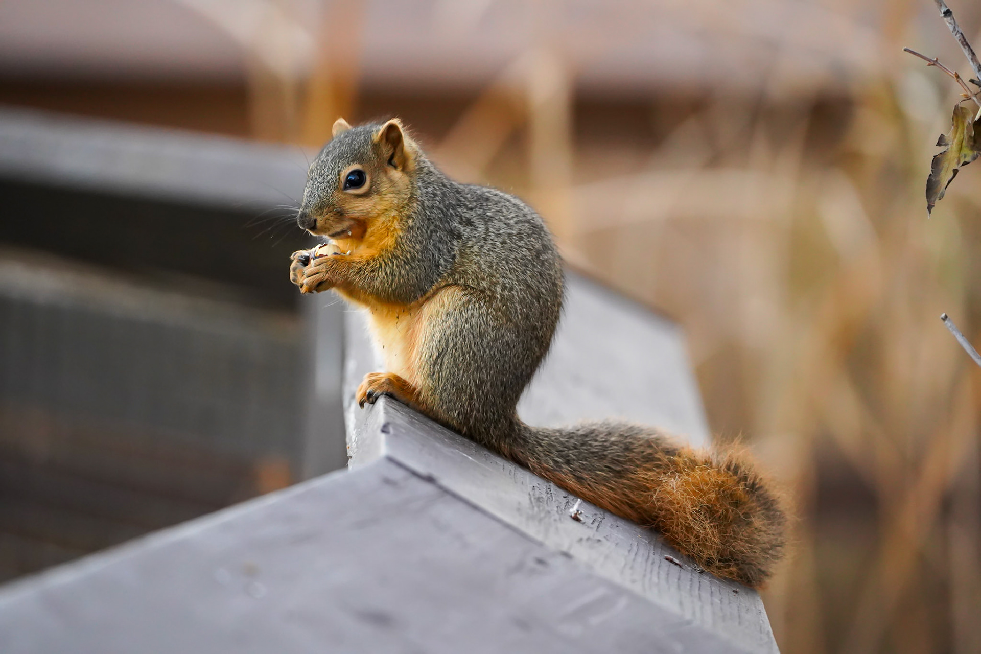 Smiling Squirrel