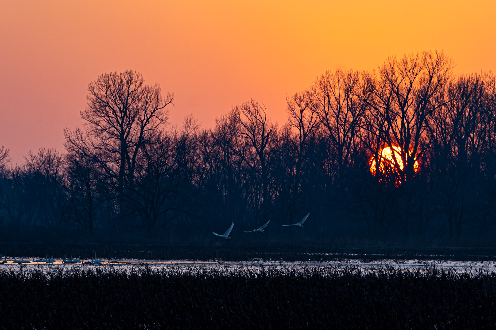 Swans at Sunset