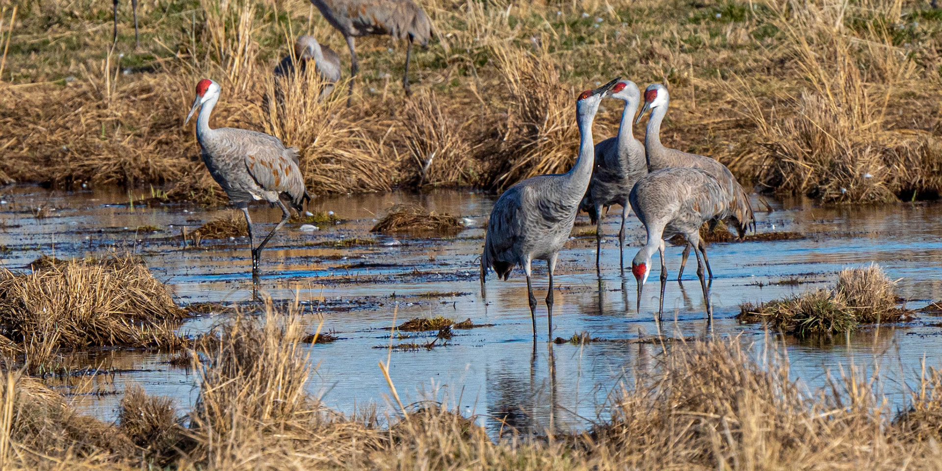 Crane Clique