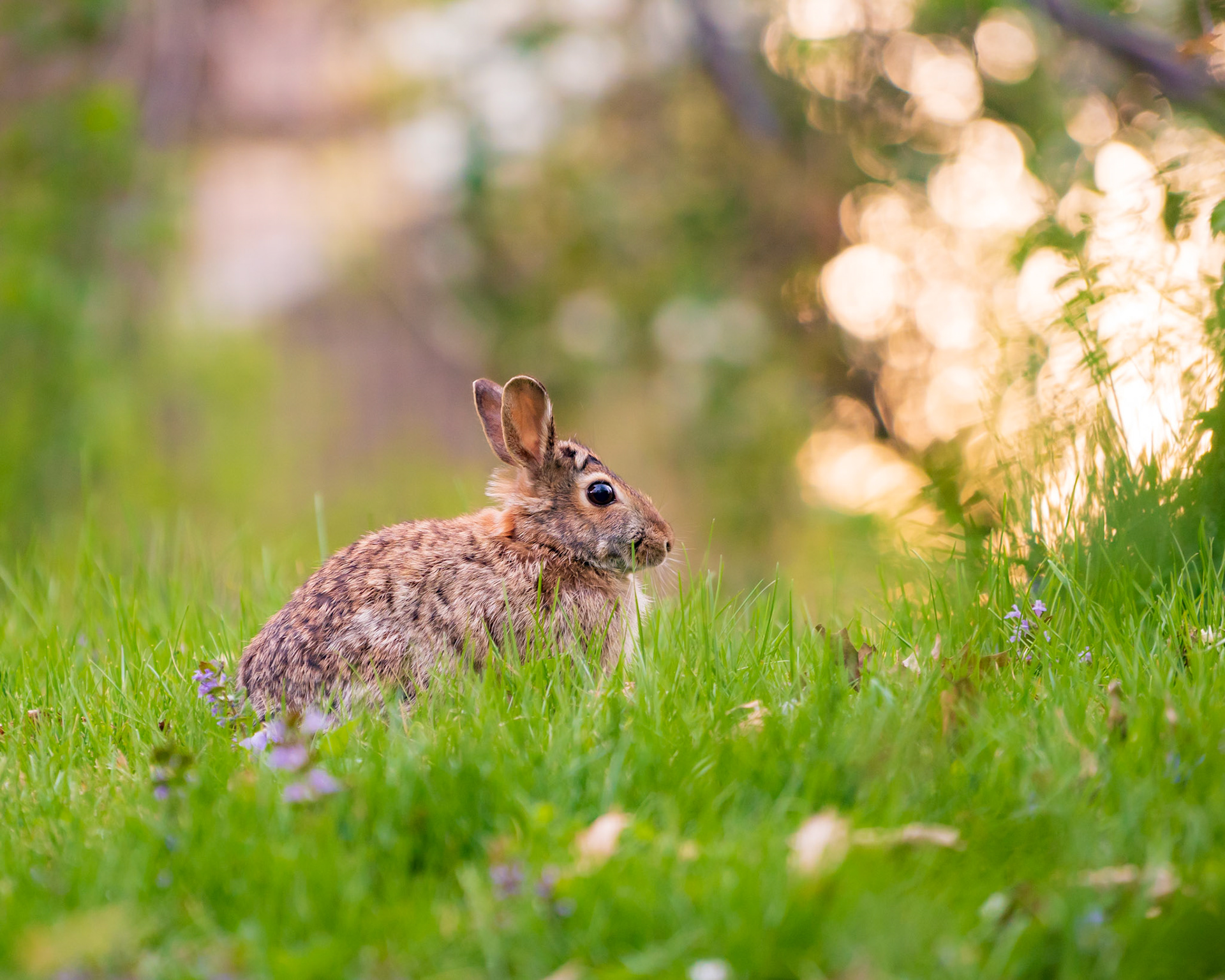 Rabbit at Dusk