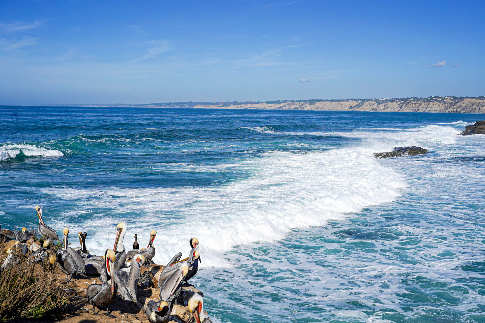 This was taken om La Jolla, CA. I love the pelicans congregating on this small outcropping, with the vast Pacific Ocean behind them.